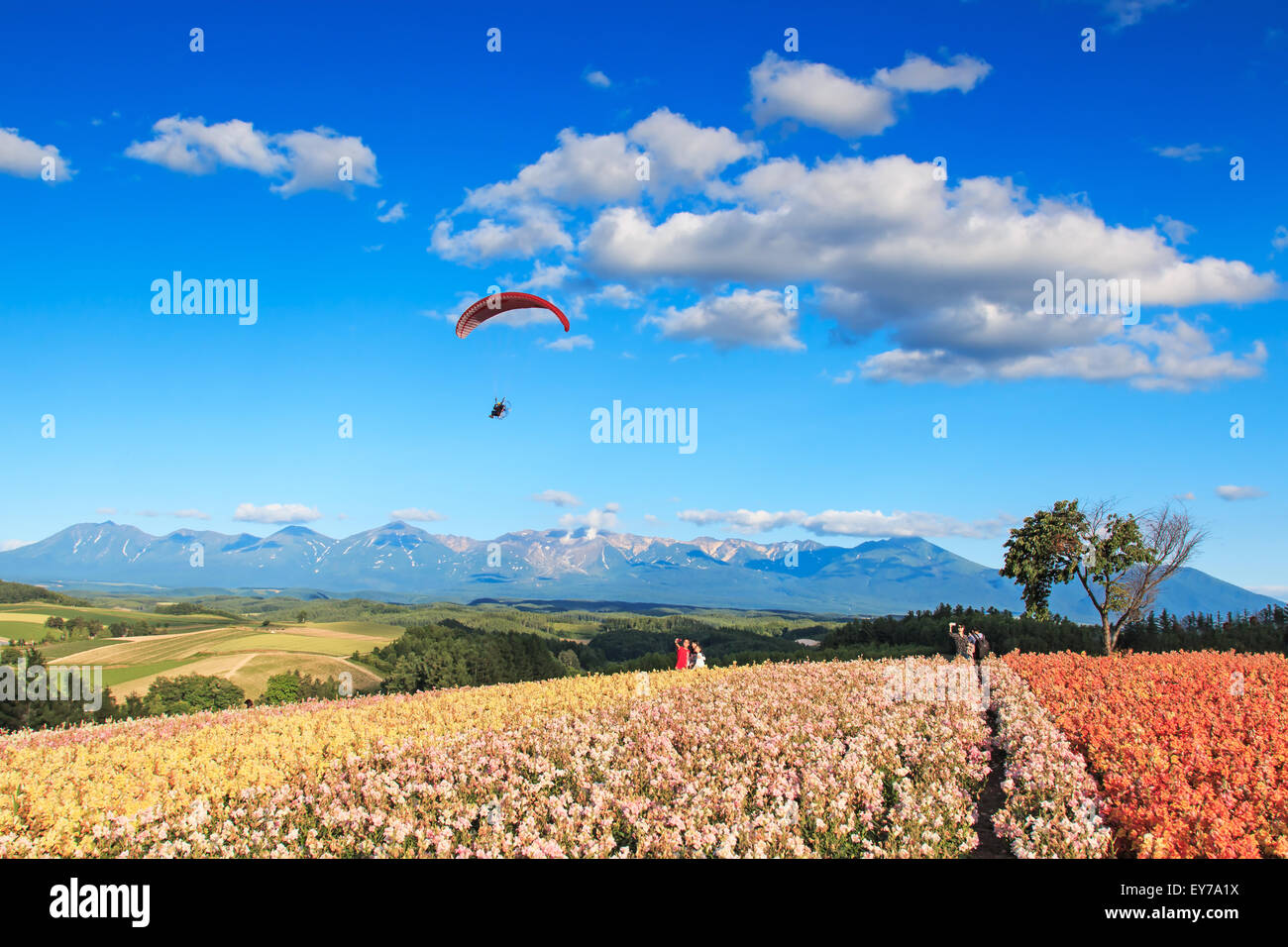 Furano, Japon - Juillet 8,2015 : jardin fleuri à Kamifurano, Hokkaido, avec vue sur la montagne. Arrière-plan sur un parapentiste et beaucoup d' Banque D'Images