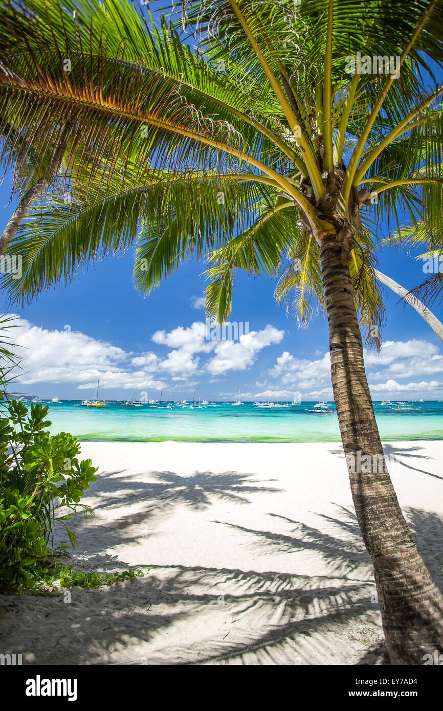 Plage tropicale avec palmiers de noix de coco, sable blanc et mer ...