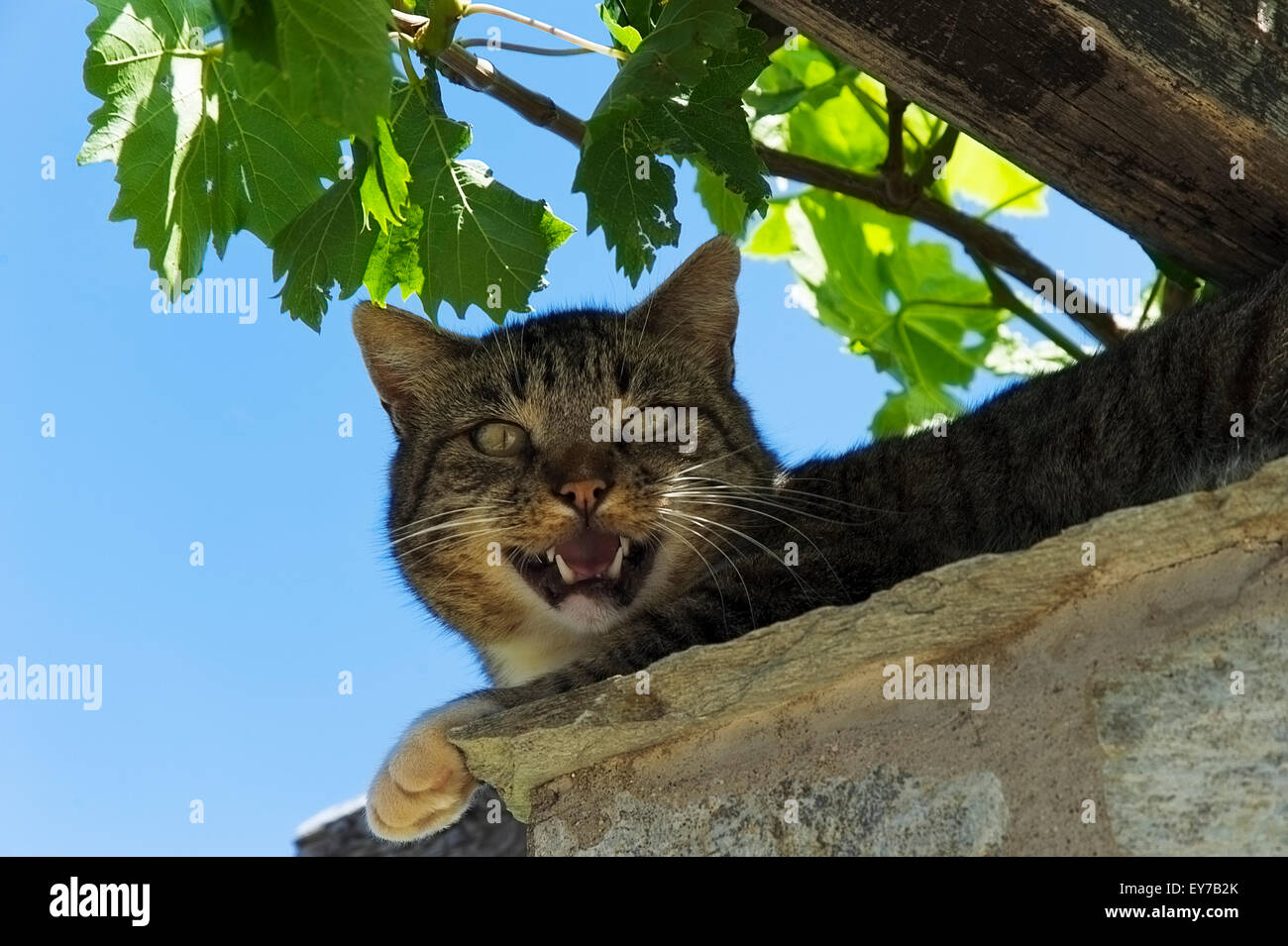 Portrait d'un chat couché sur un mur sous ciel bleu et miaowing at camera Banque D'Images