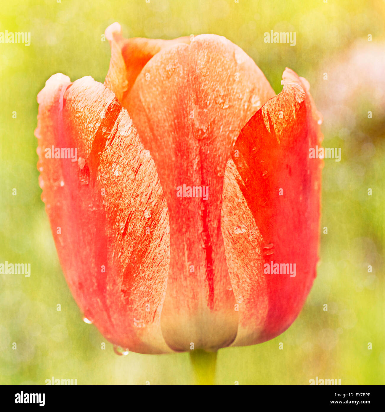 Vintage grunge background avec des tulipes rouges Banque D'Images