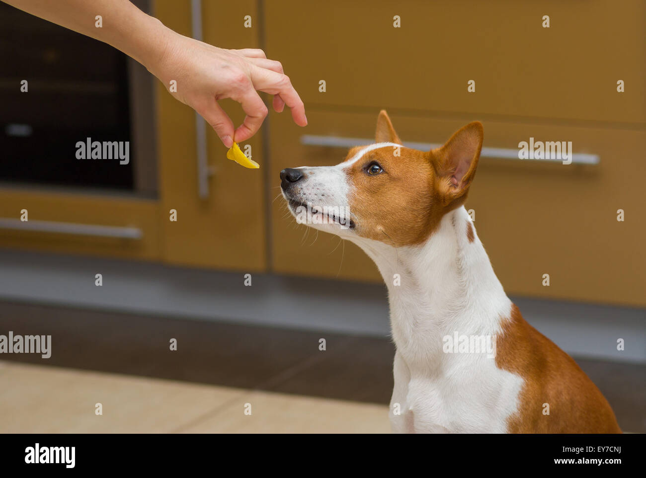 Mignon chien basenji pense à manger ou ne pas manger le citron, cette étrange l'alimentation humaine Banque D'Images