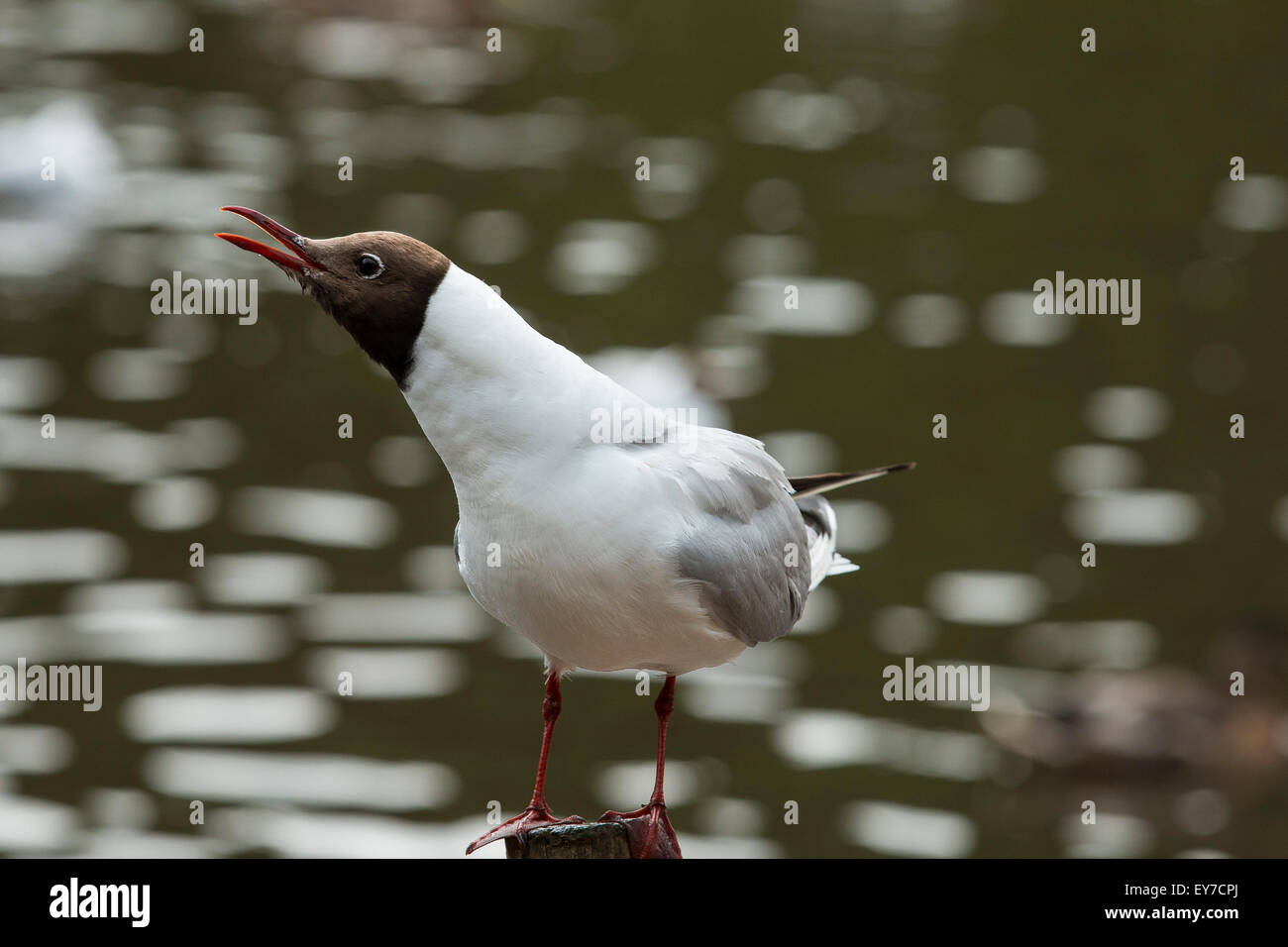 Gros plan d'une mouette noir Banque D'Images