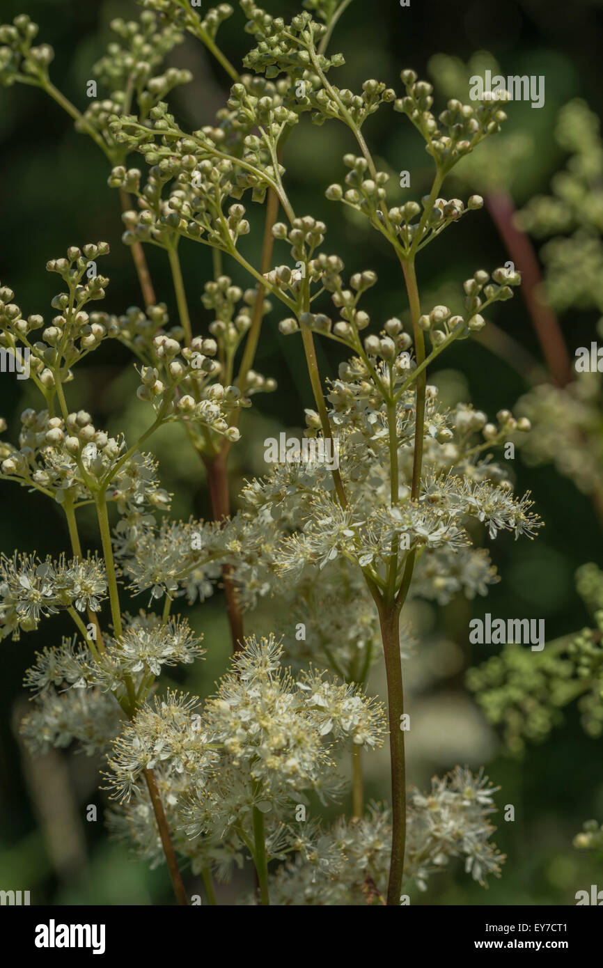 Fleurs et boutons de fleurs de reine-des-Prés Filipendula ulmaria []. L'eau d'une usine de nourriture pour fleurs - feuilles d'érable, pour leurs propriétés analgésiques. Banque D'Images