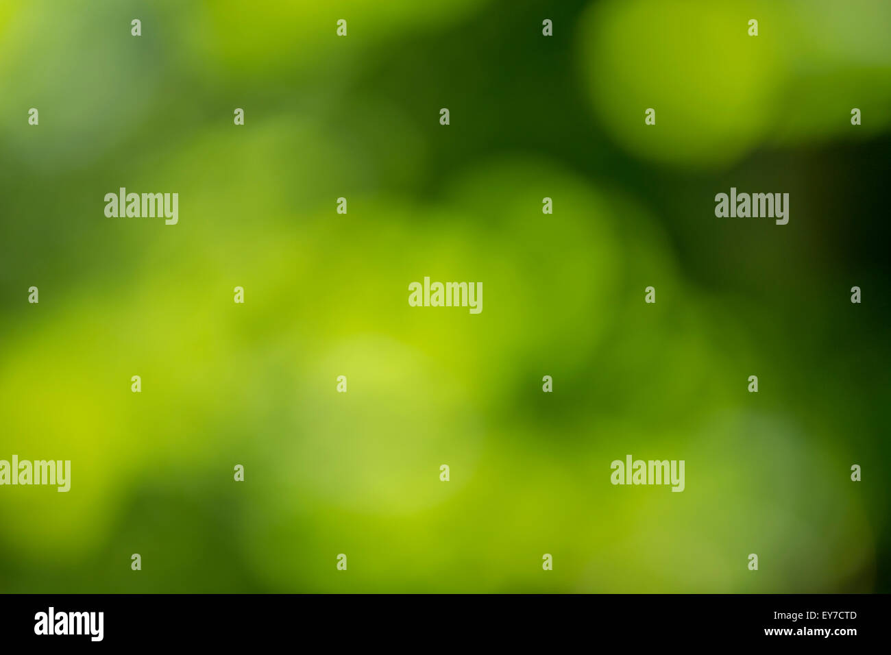Feuilles d'été floue comme un feuillage abstrait toile à l'autre questions et sujets. Banque D'Images