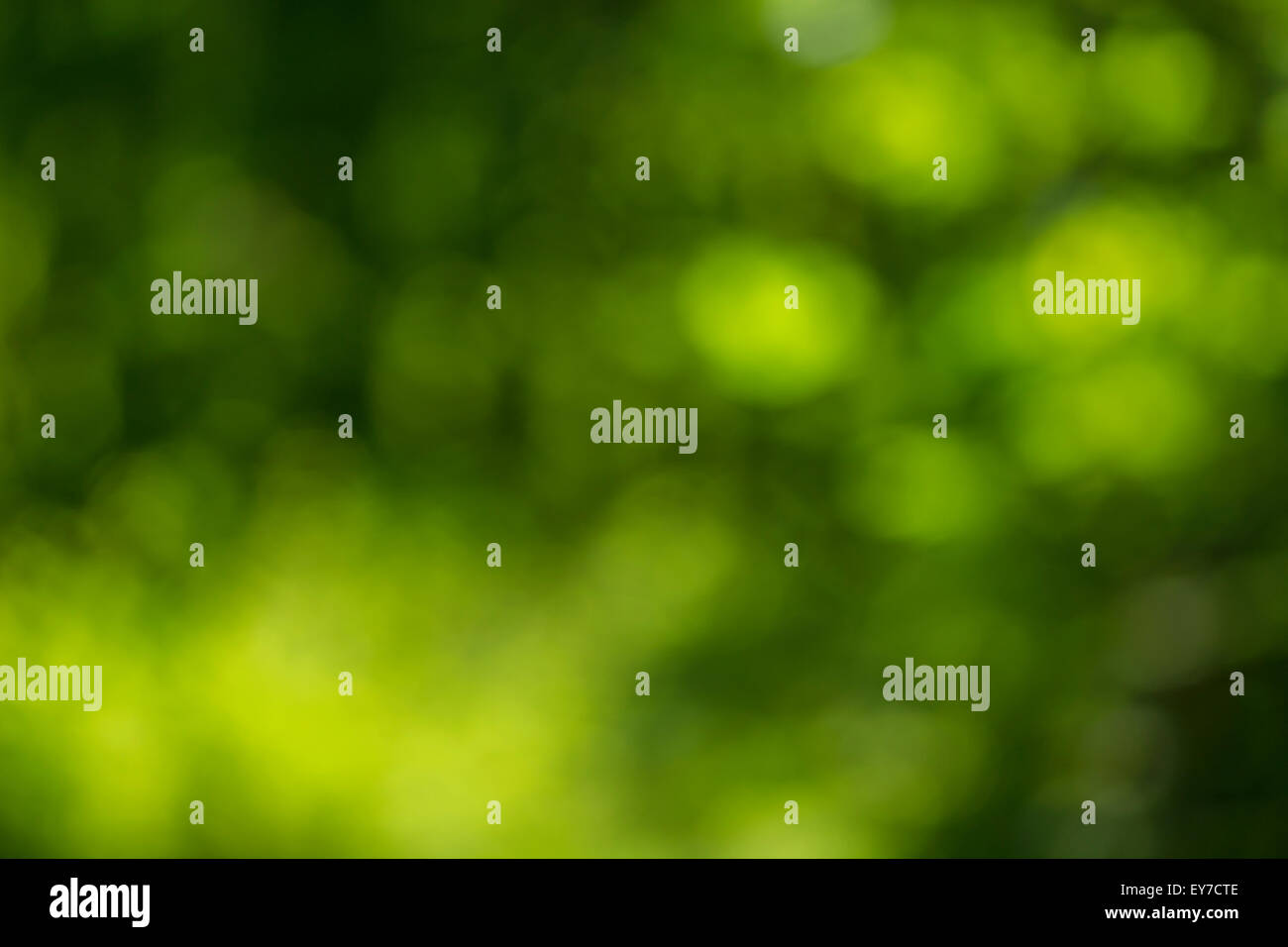 Feuilles d'été floue comme un feuillage abstrait toile à l'autre questions et sujets. Banque D'Images