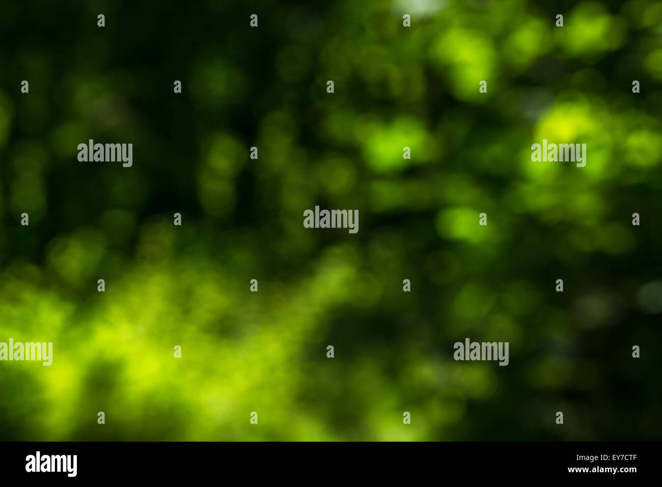 Feuilles d'été floue comme un feuillage abstrait toile à l'autre questions et sujets. Banque D'Images