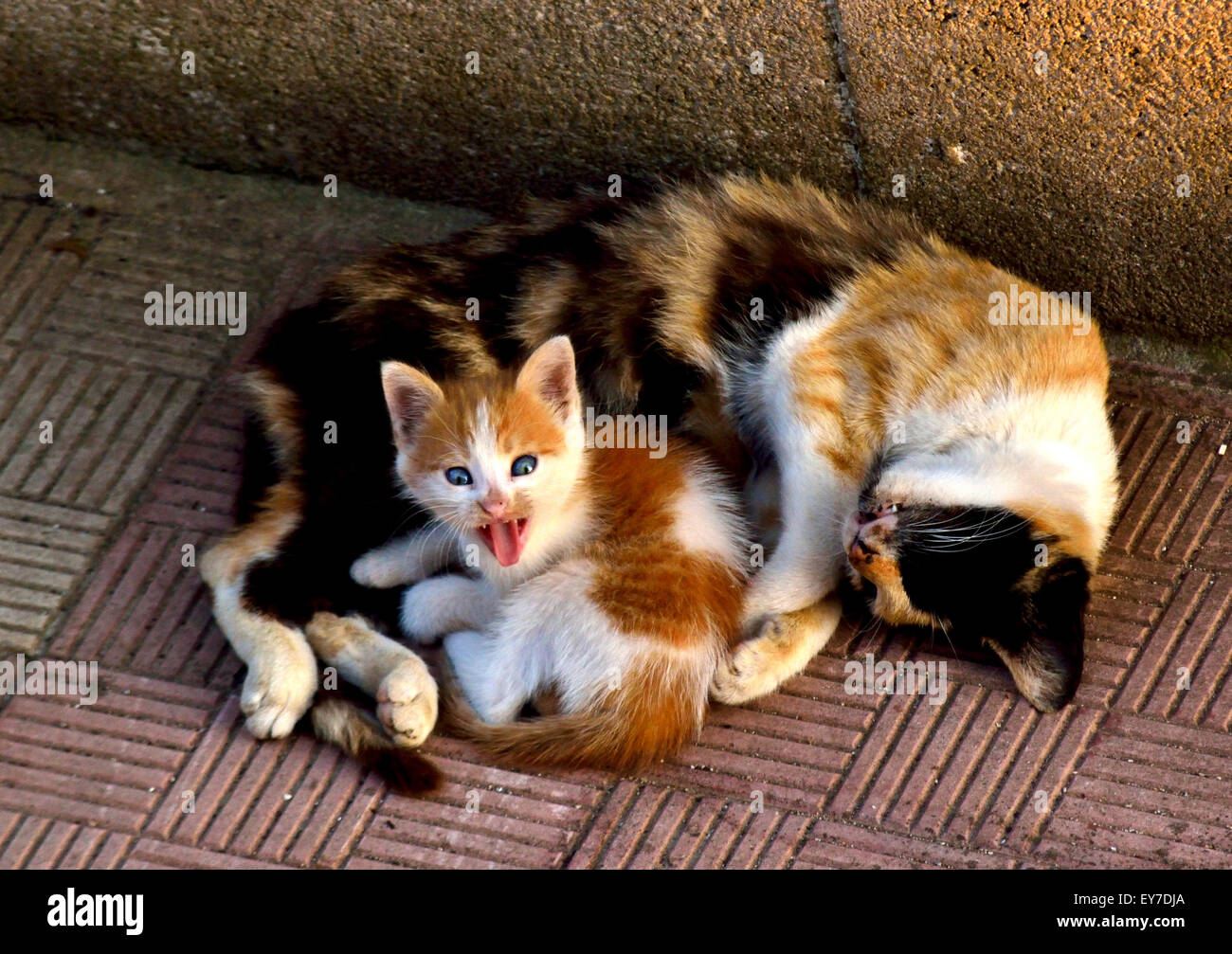 chat Banque D'Images