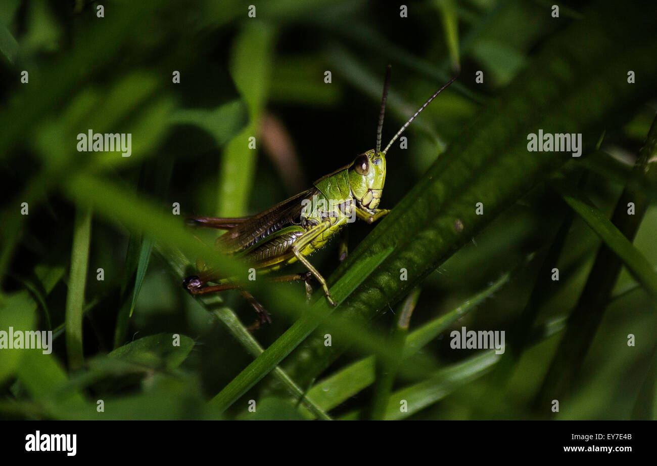 Une sauterelle dans l'herbe Banque D'Images