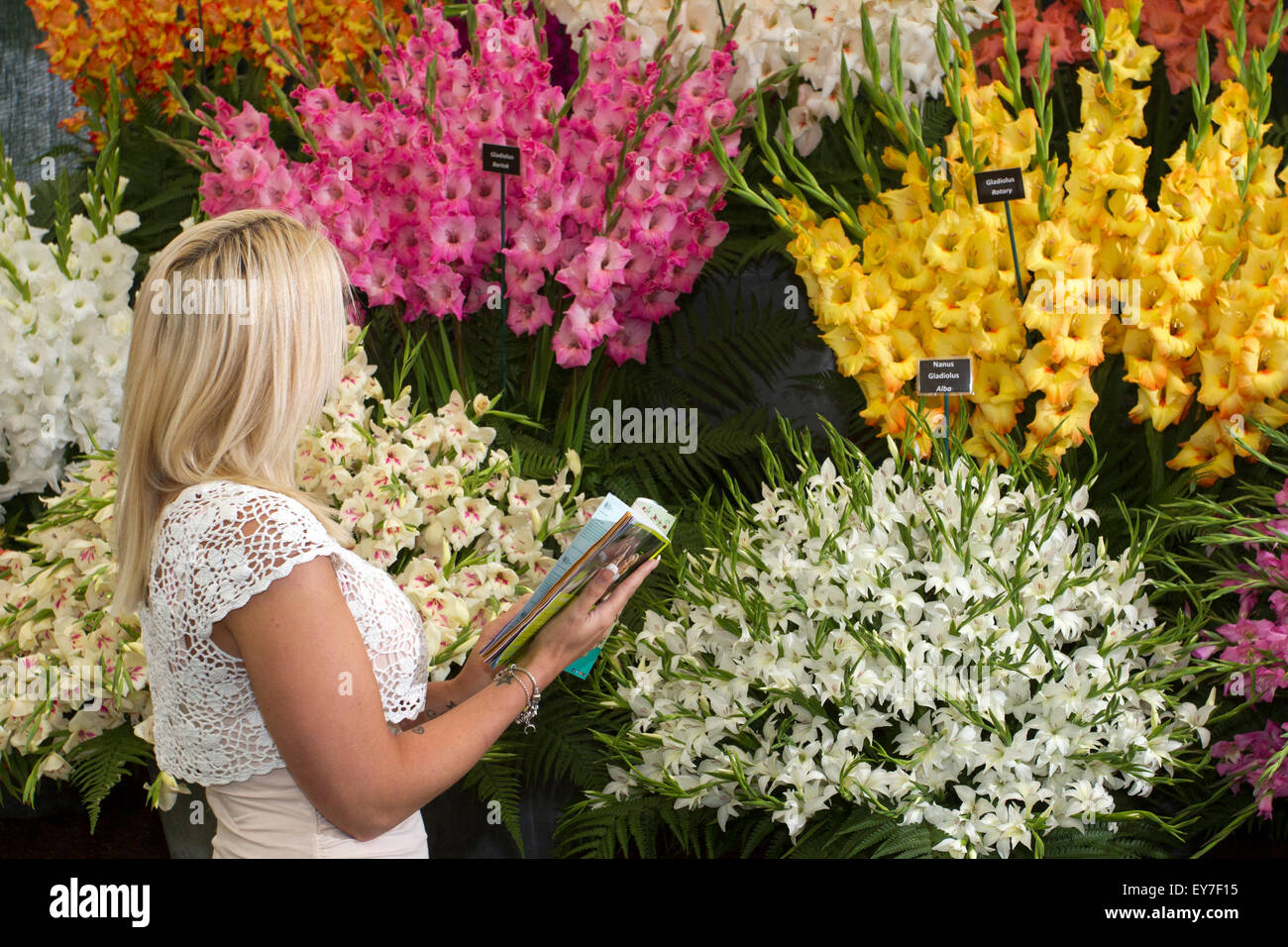 Cheshire, Royaume-Uni. 23 juillet, 2015. Ashleigh Edwards, 24 ans de Southport, Merseyside en admirant l'affichage primé de glaïeul à la 17e édition de Tatton Park RHS Flower Festival à Tatton Park à Knutsford, Cheshire. Credit : Cernan Elias/Alamy Live News Banque D'Images