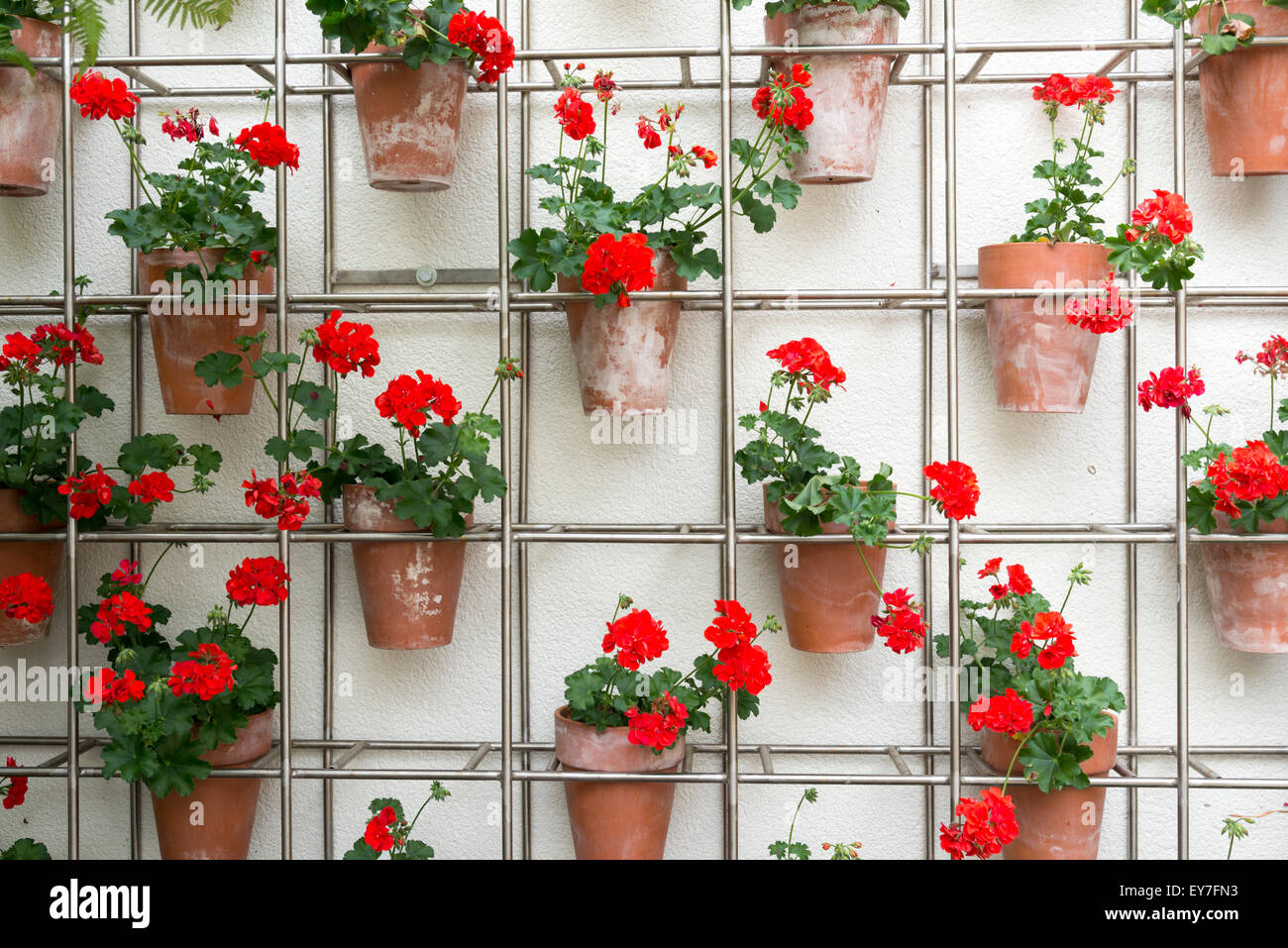 Géranium rouge fleurs en pots de terre cuite sur un support métallique ...