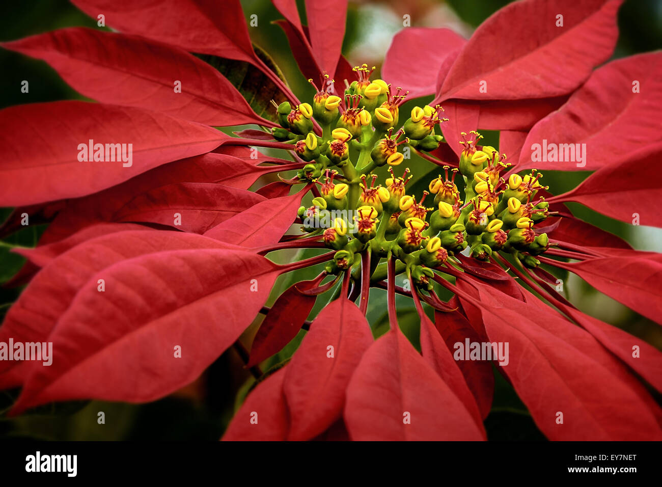 Fleur de poinsettia de Madagascar Banque D'Images