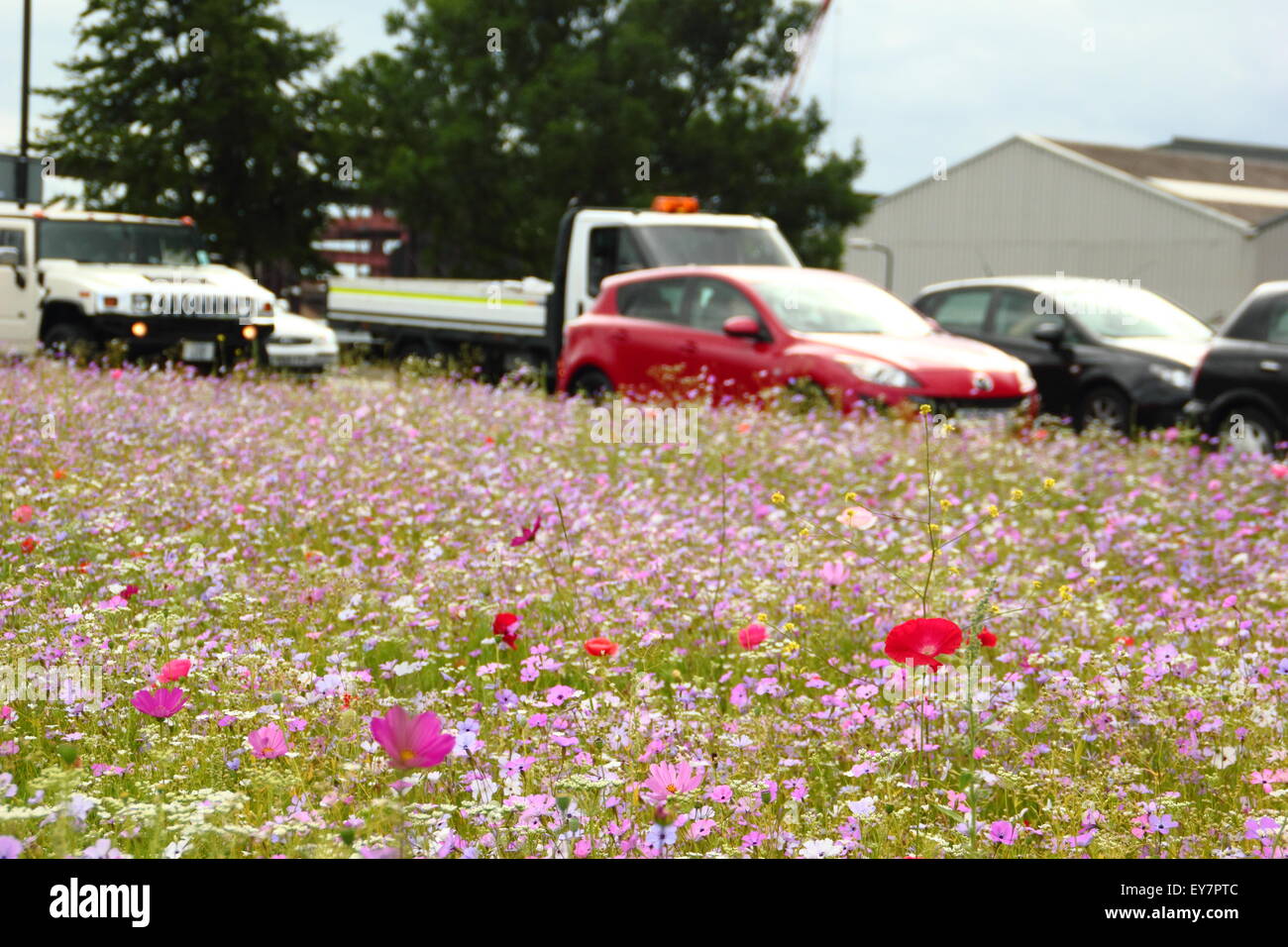 Les files d'attente de trafic par une centrale de réservation ornés de fleurs sauvages à Rotherham, South Yorkshire, Angleterre Royaume-uni Banque D'Images