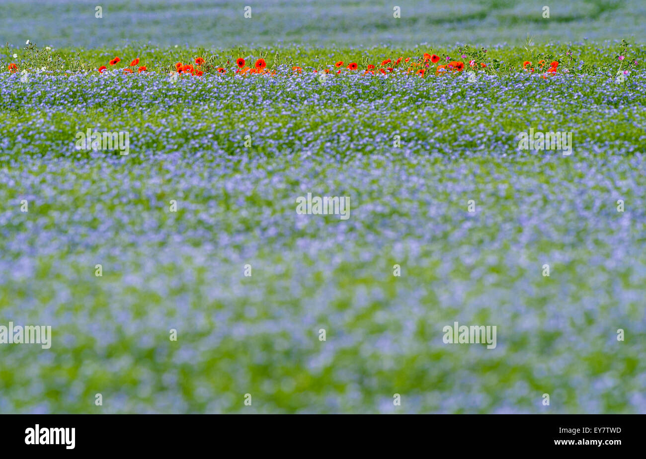 Lin cultivé linum usitatissimum Banque de photographies et d’images à ...