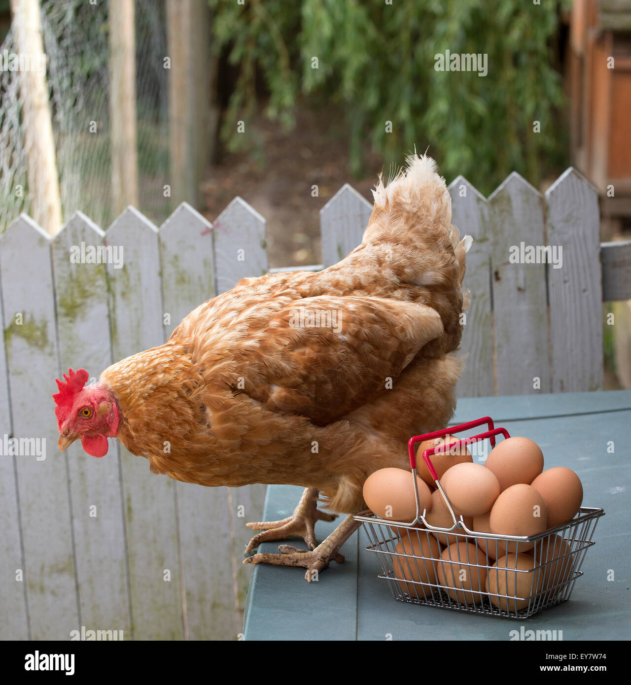 Un poulet et de l'embrayage de Warren d''œufs frais dans un panier métallique Banque D'Images