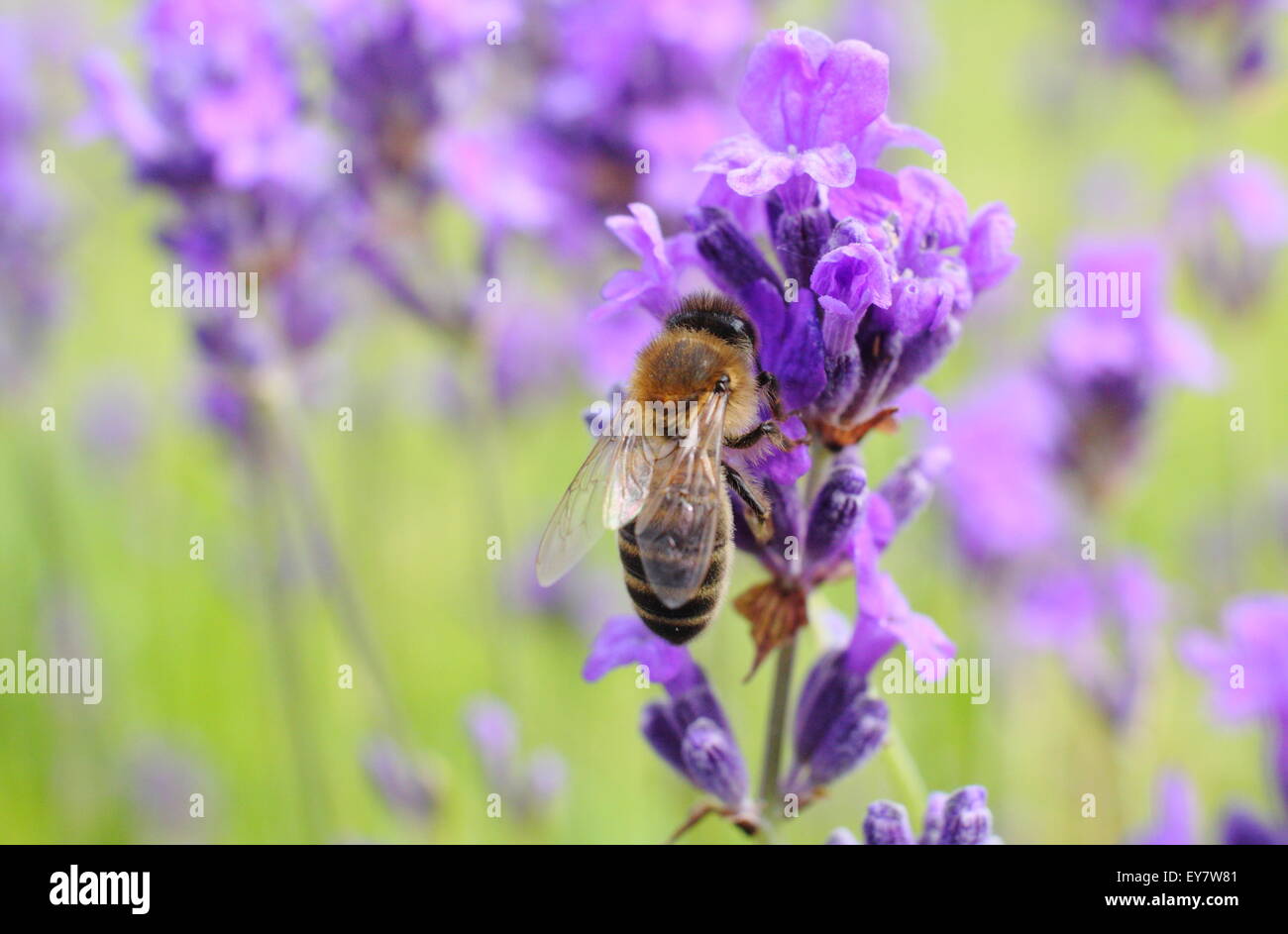 Une abeille (Apis mellifera) sur Lavande Anglaise dans un jardin frontière, Sheffield, Angleterre Banque D'Images