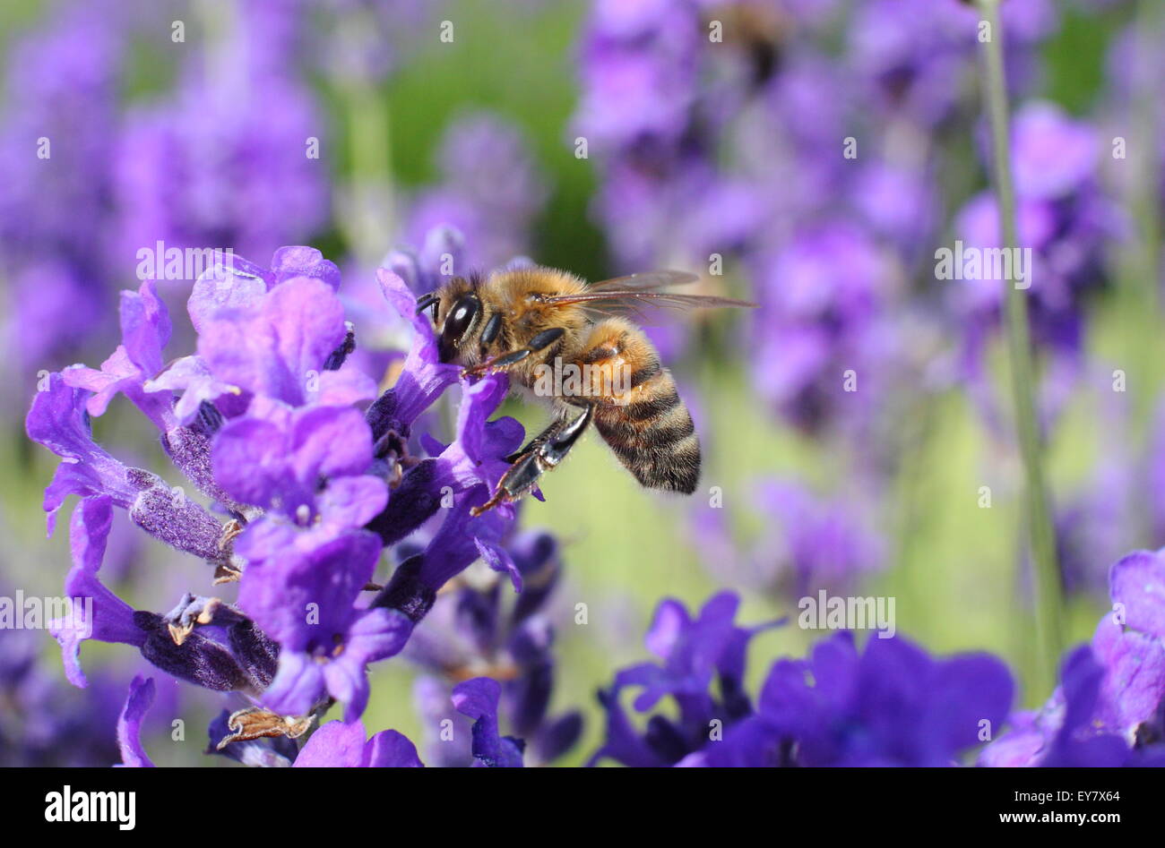 Une abeille se nourrit du nectar de Lavande Anglaise (lavendula angustifolia) dans un jardin anglais border - Sheffield, Royaume-Uni Banque D'Images