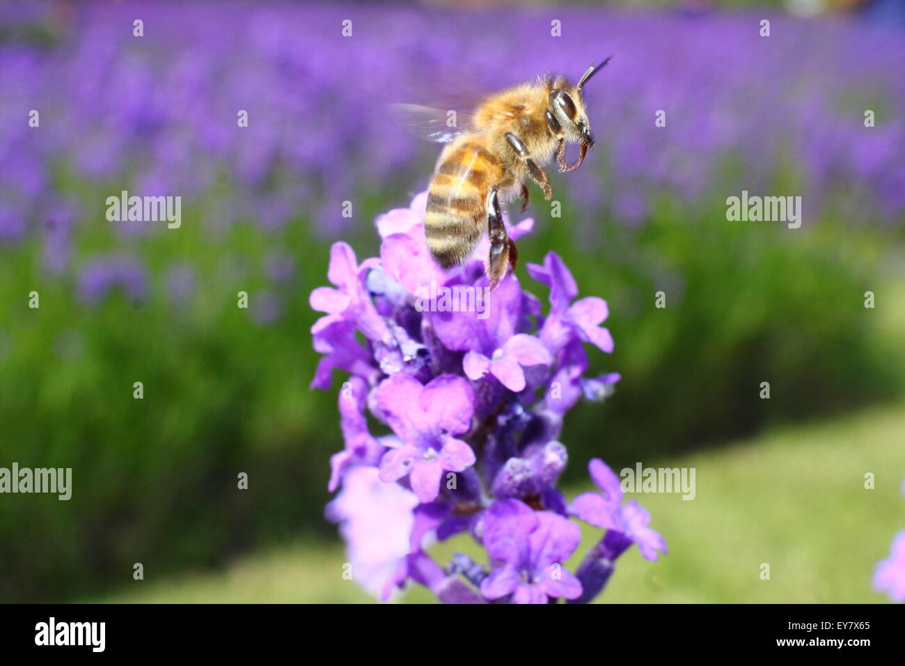 Une abeille (Apis mellifera) amerrit Lavande Anglaise (lavendula angustifolia) dans un jardin anglais border, Sheffield, Royaume-Uni Banque D'Images