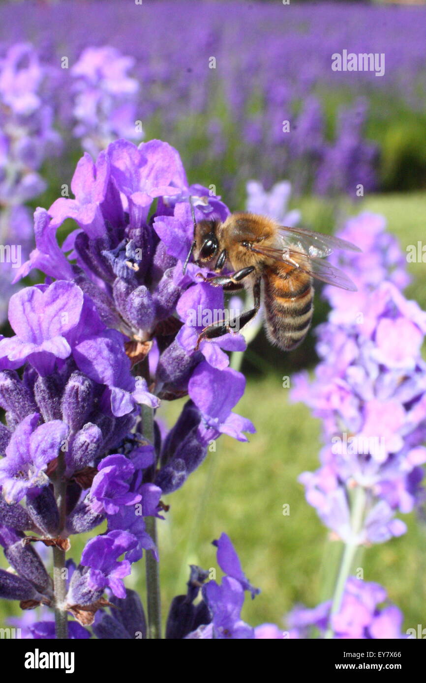 Une abeille se nourrit du nectar de Lavande Anglaise (lavendula angustifolia) dans un jardin border Sheffield, Yorkshire, Angleterre Royaume-uni Banque D'Images