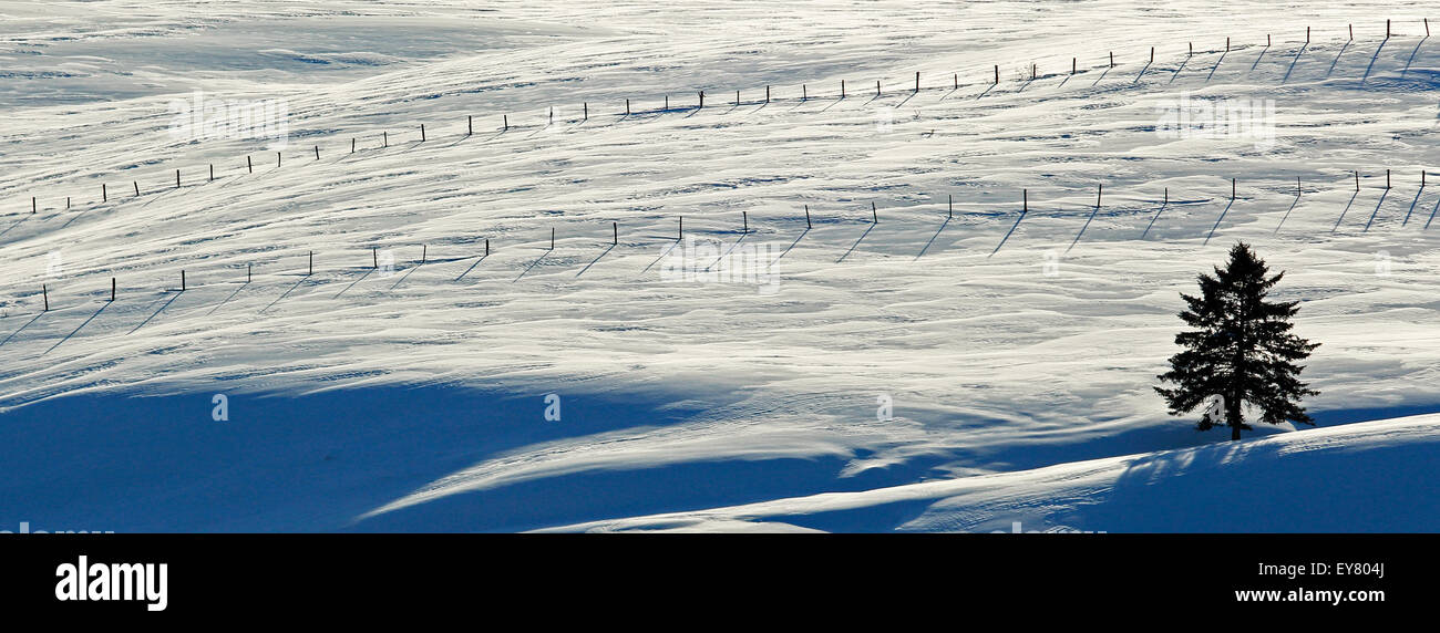 Hiver neige scène avec des clôtures sur une ferme au Nouveau-Brunswick, Canada. Banque D'Images