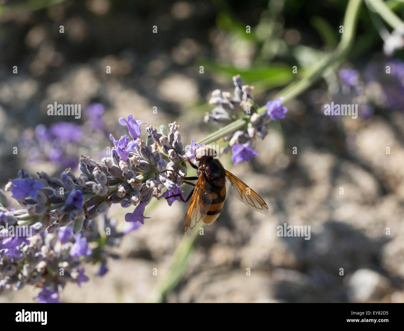 Apidae réunissant une lavande. Banque D'Images