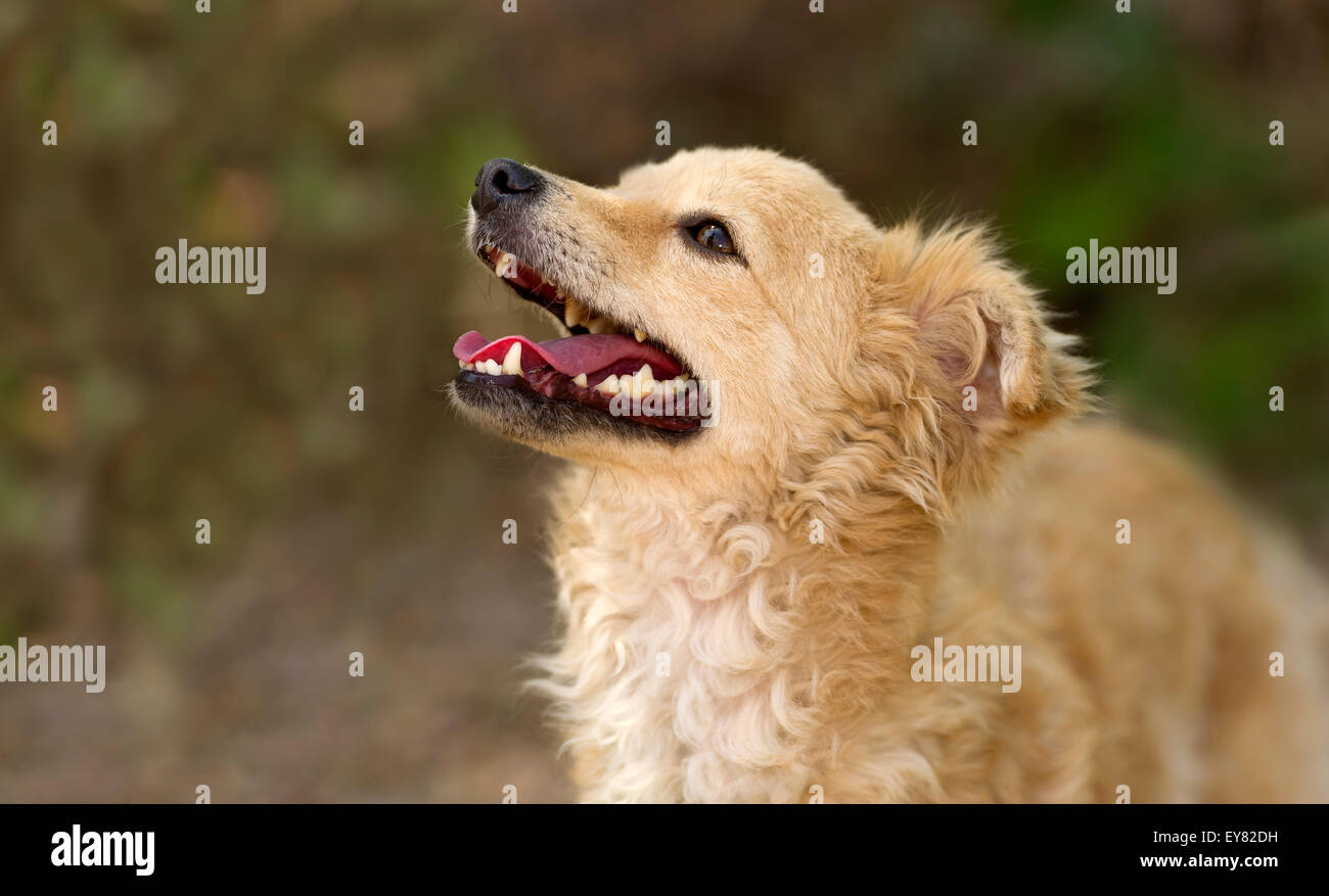 Chien heureux est assez moelleux et avec beaucoup d'un grand sourire sur son petit visage cyte. Banque D'Images