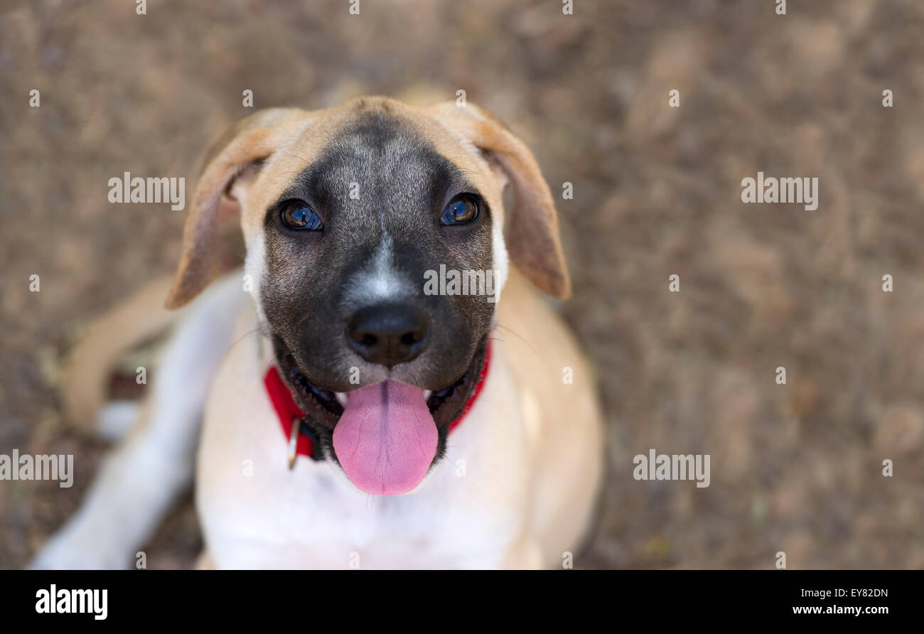 Curieux chien est à la recherche avec la langue, et de grands yeux expressifs en plein air avec des prix pour copyspace. Banque D'Images