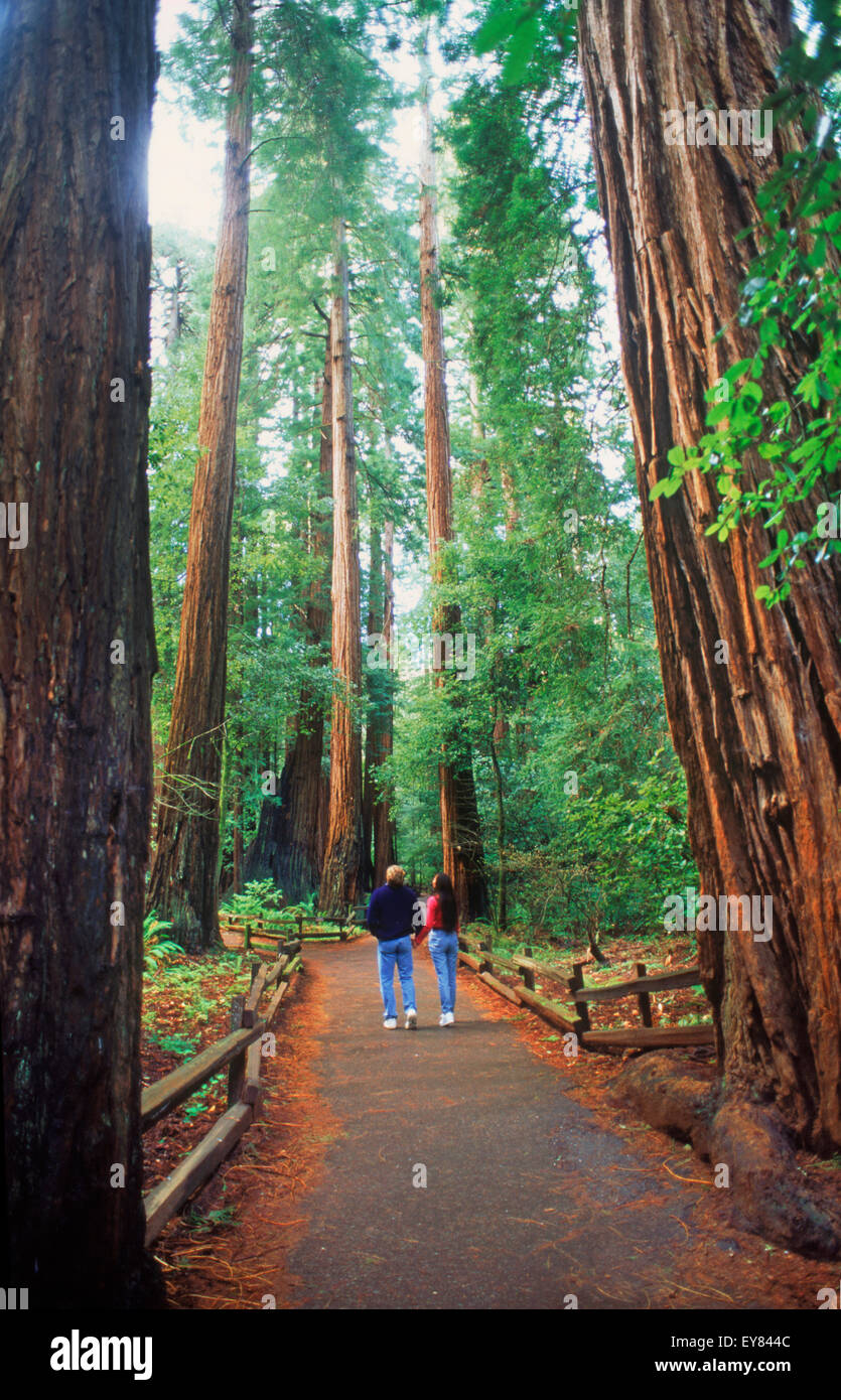 Couple dans Muir Woods chez les arbres Séquoia géant dans le comté de Marin, en Californie Banque D'Images