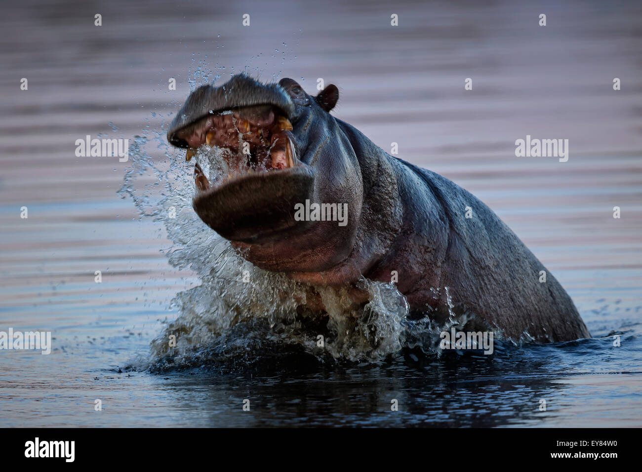 L'Hippopotamus amphibius agressif dans Okavano Delta, Botswana, vagues, rivière, l'eau, marron, vague, Botsuana, jumpin, la projection Banque D'Images