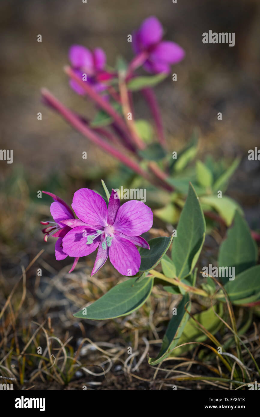 L'épilobe Epilobium latifolium (Arctique), au nord-est du parc national du Groenland, Greenland Banque D'Images