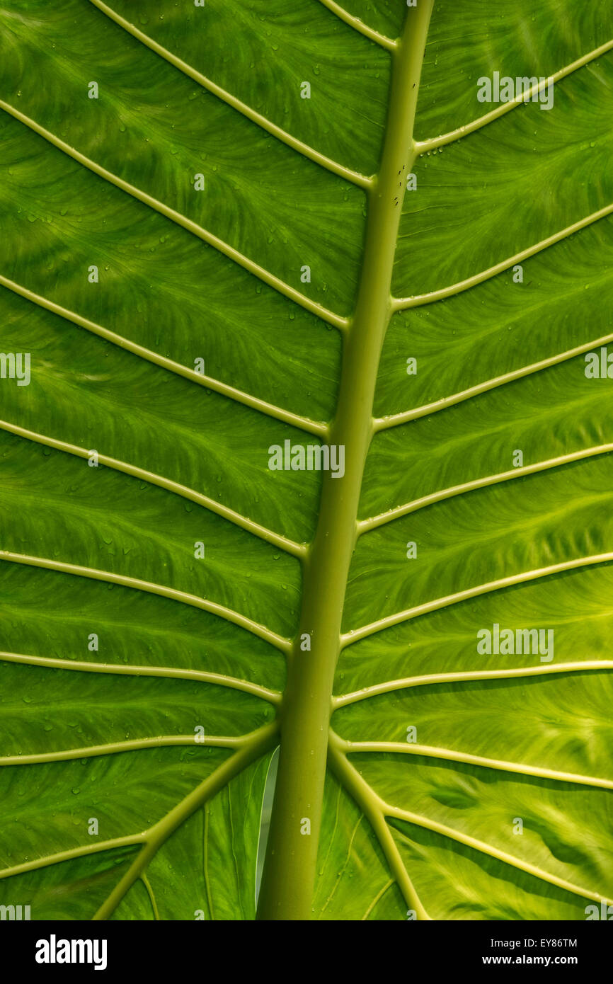 (Alocasia macrorrhiza Alocasia géant), détail, structure des feuilles, originaire de Madagascar Banque D'Images