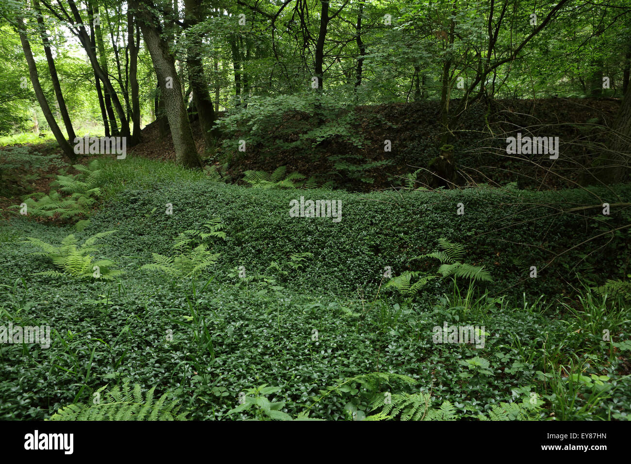 Terrassement près de l expérimental Wilhelmine fort reconstruit à Saalburg près de Bad Homburg, Allemagne. Banque D'Images