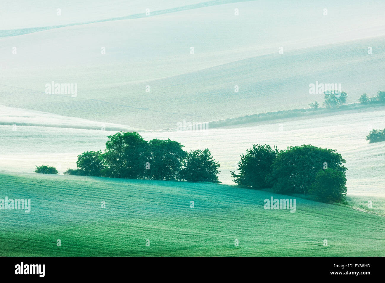 Paysage de champs verts dans la région de Moravie du Sud, en République tchèque au début de matinée Banque D'Images