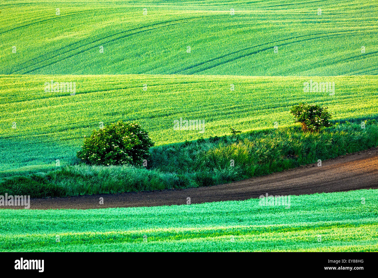 Paysage de champs verts dans la région de Moravie du Sud, en République tchèque au début de matinée Banque D'Images