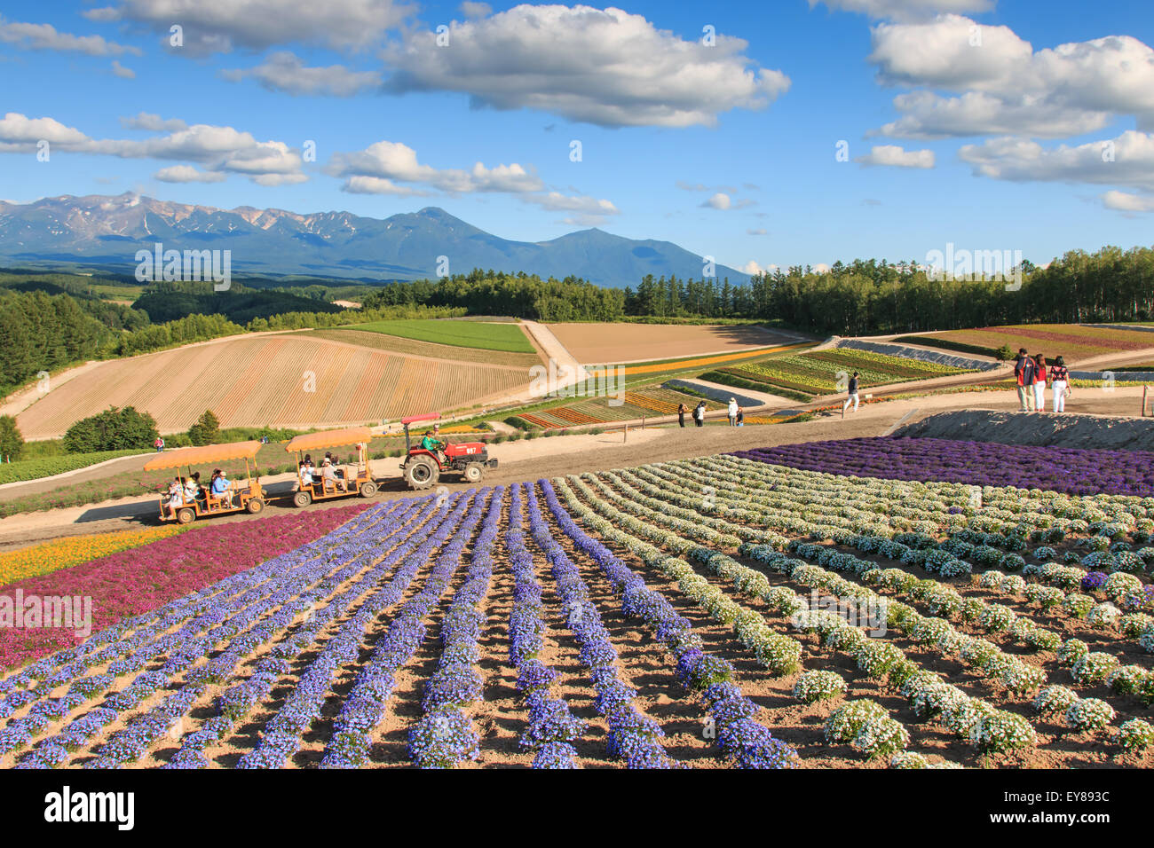 Furano, Japon - Juillet 8,2015 : jardin fleuri à Kamifurano, Hokkaido, avec vue sur la montagne. Sur de nombreux touristes d'arrière-plan Banque D'Images