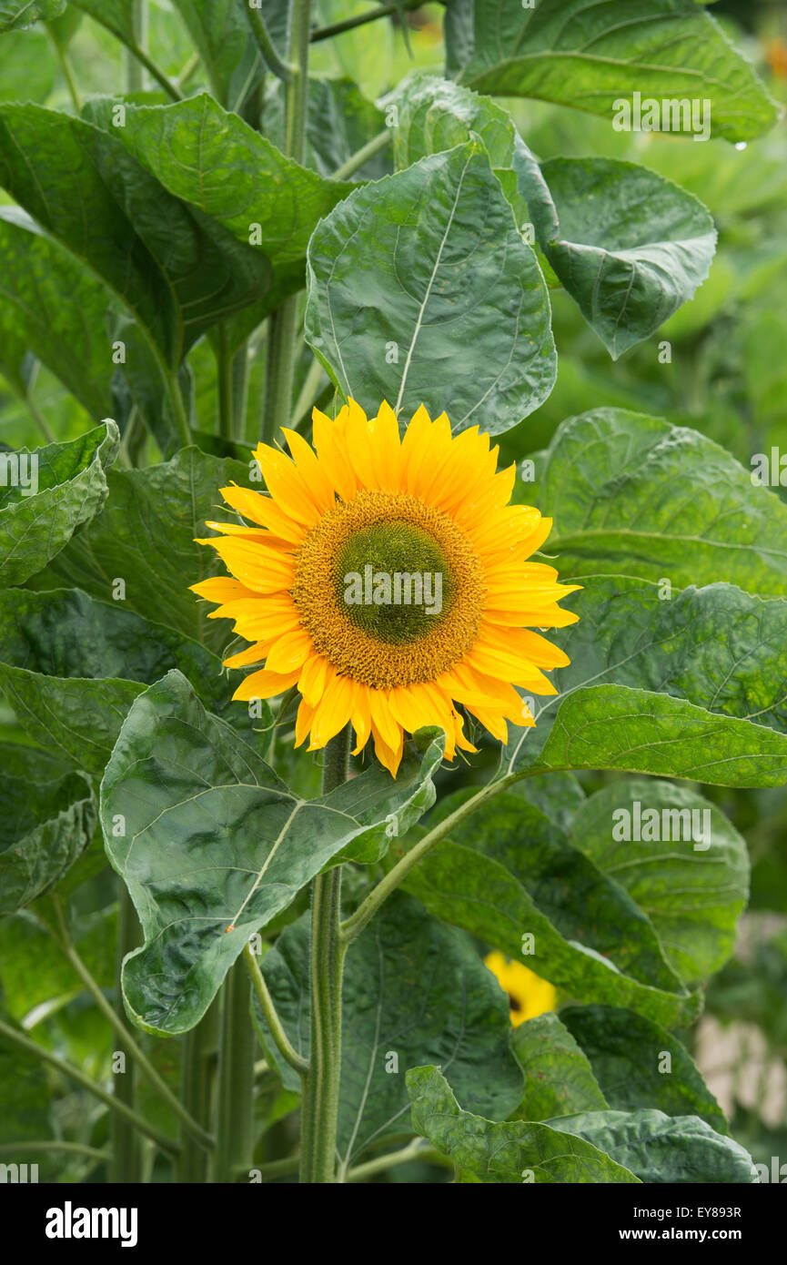 L'Helianthus annuus. 'Gold' unrich tournesol Banque D'Images