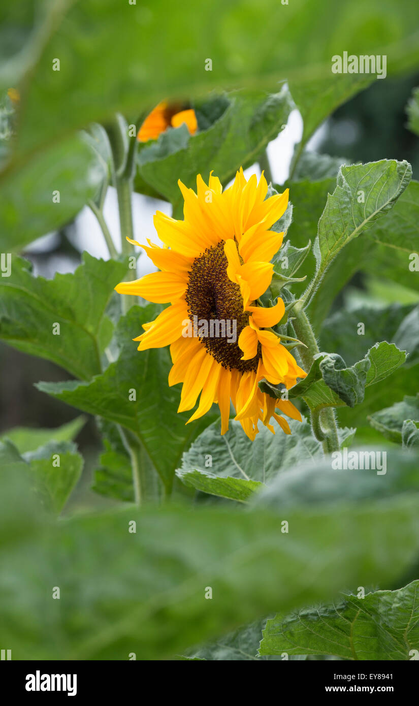 L'Helianthus annuus. 'Tournesol' orange profond choix Vincent Banque D'Images