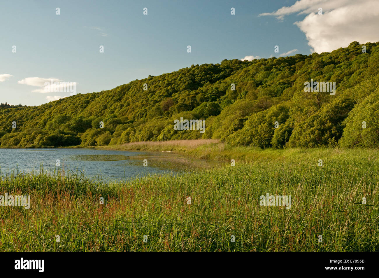 River Cree et le bois de Cree Banque D'Images