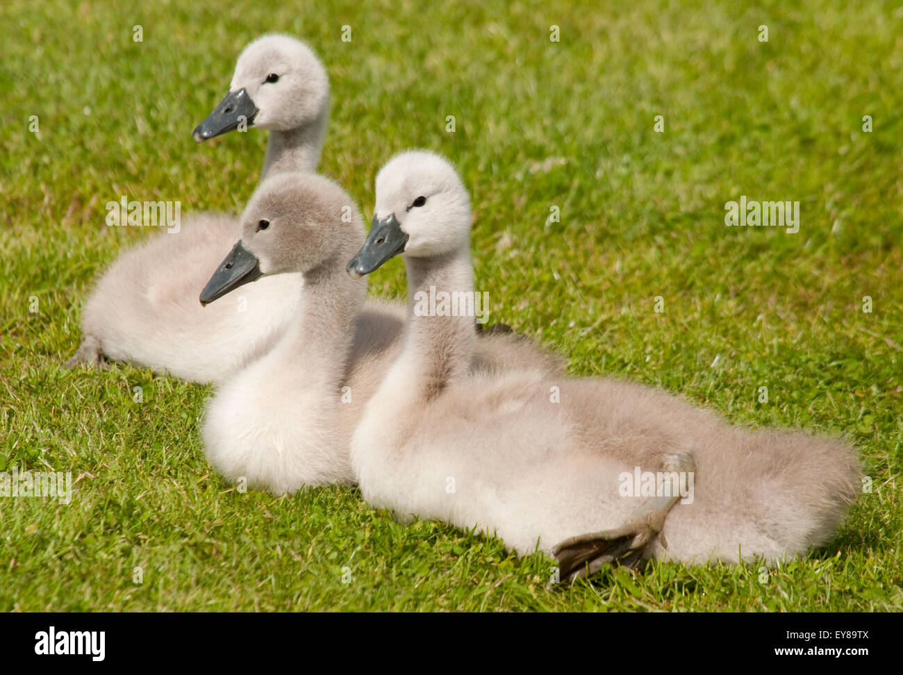 Trois Cygne Muet Cygnets portant sur l'herbe Banque D'Images