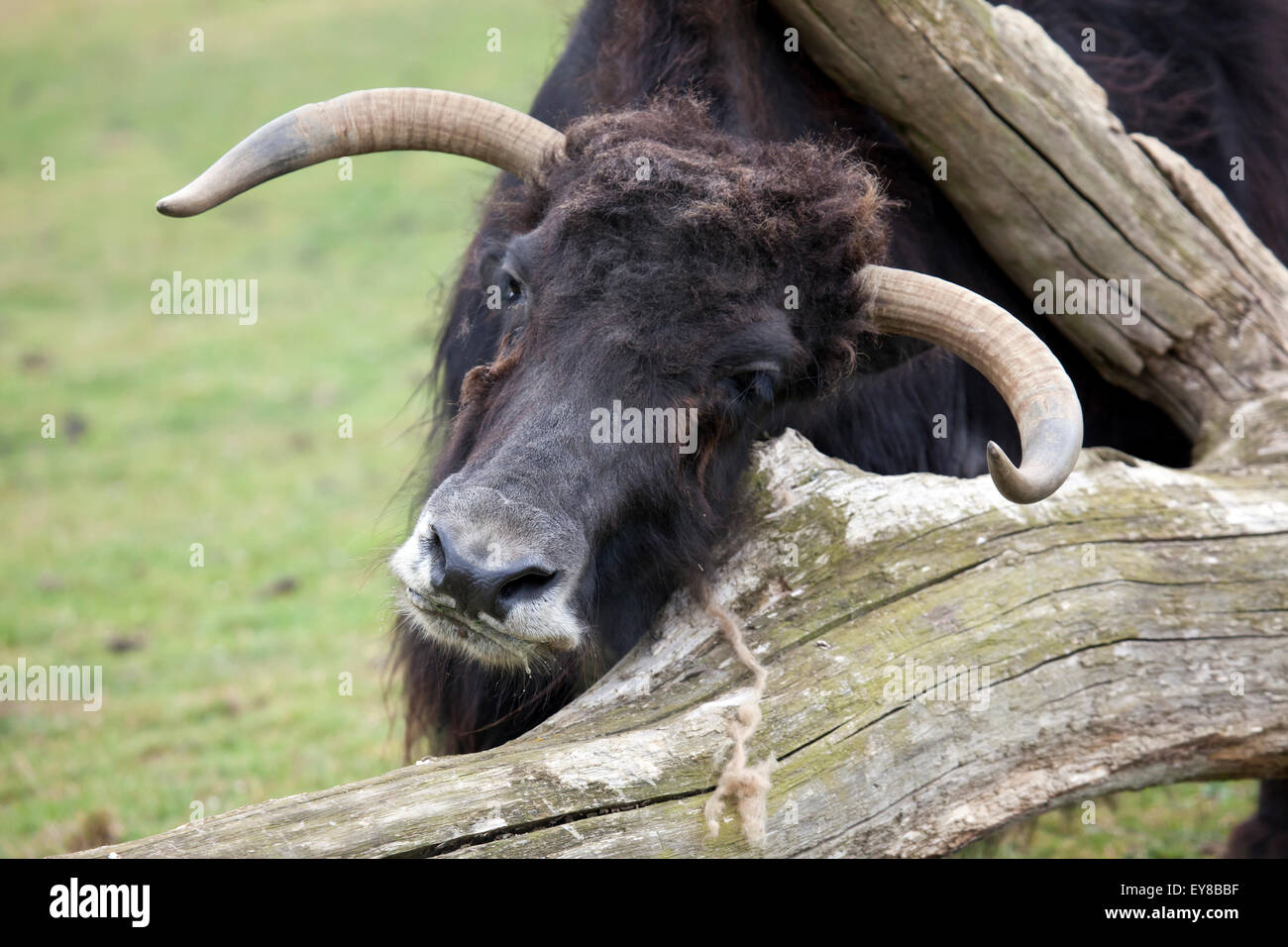 Un Yak en se grattant les tête sur un arbre tombé Banque D'Images