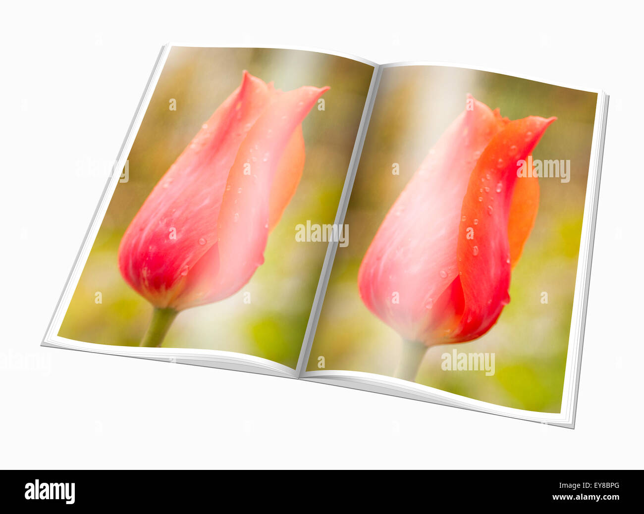 Livre ouvert avec une photo tulipe rouge, fond blanc Banque D'Images