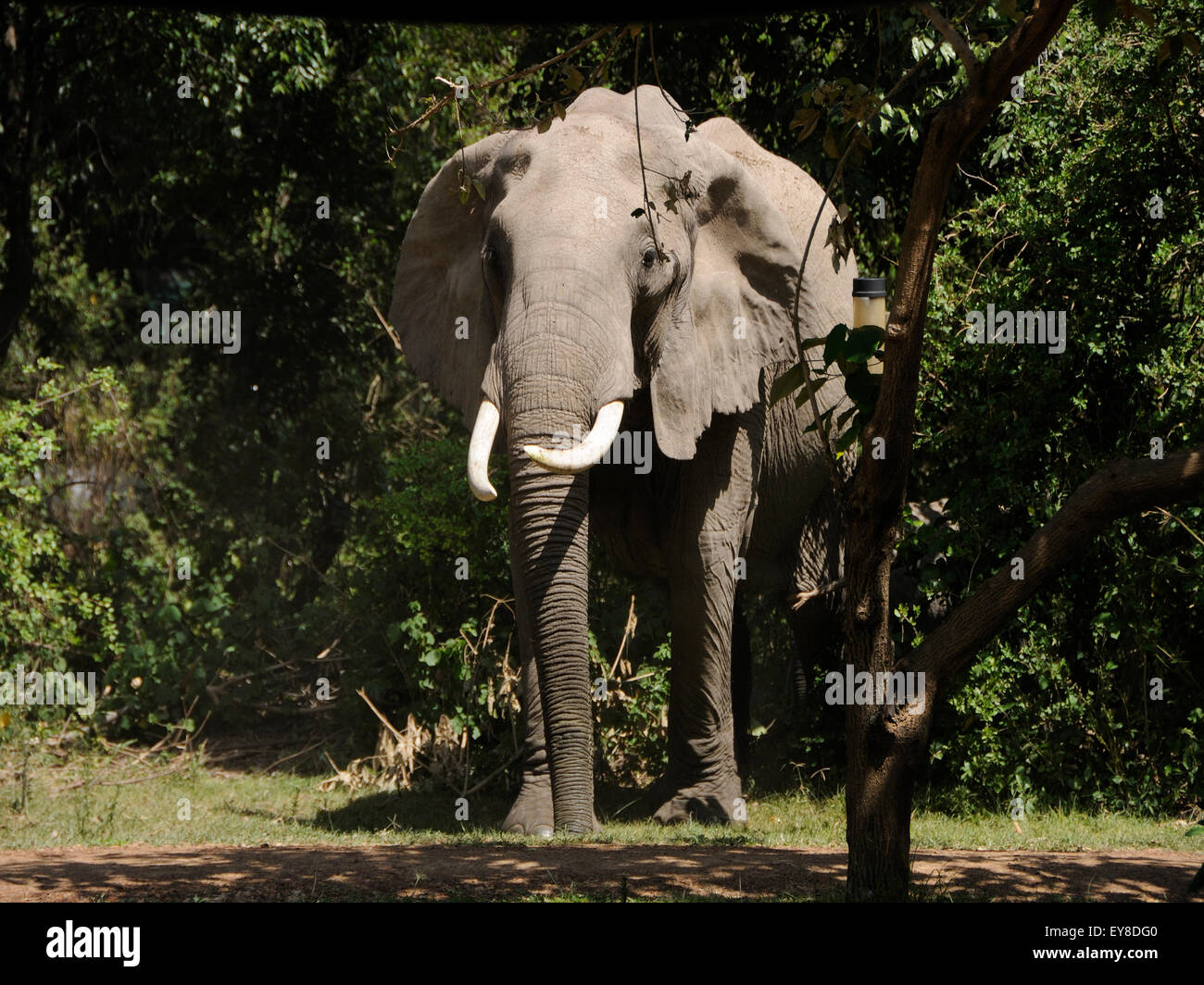 Un éléphant (Loxodonta africana ) envahir peu camp gouverneurs Banque D'Images