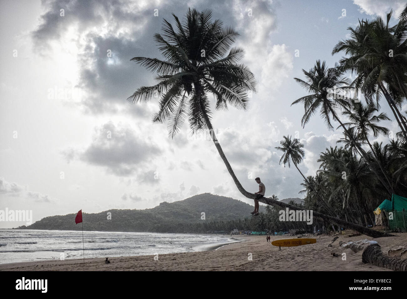 Un enfant sur un palmier au plage de Palolem, Canacona, Goa Banque D'Images