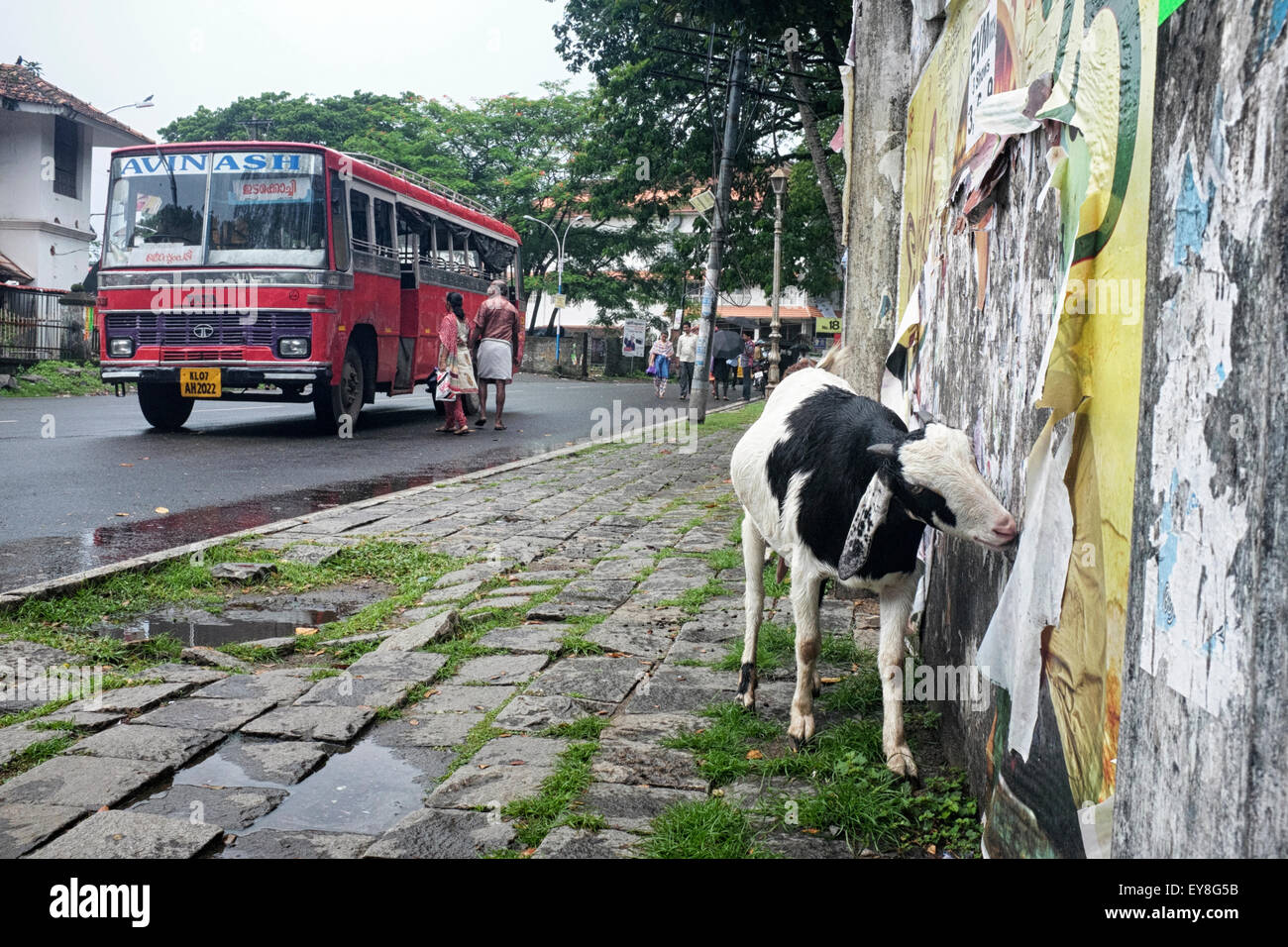 Une vache est vu manger des affiches à fort Kochi, Kerala Banque D'Images