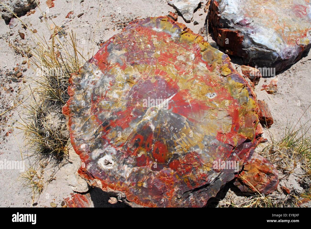 Le bois pétrifié colorés journal - Parc National de la Forêt Pétrifiée, Arizona, USA Banque D'Images