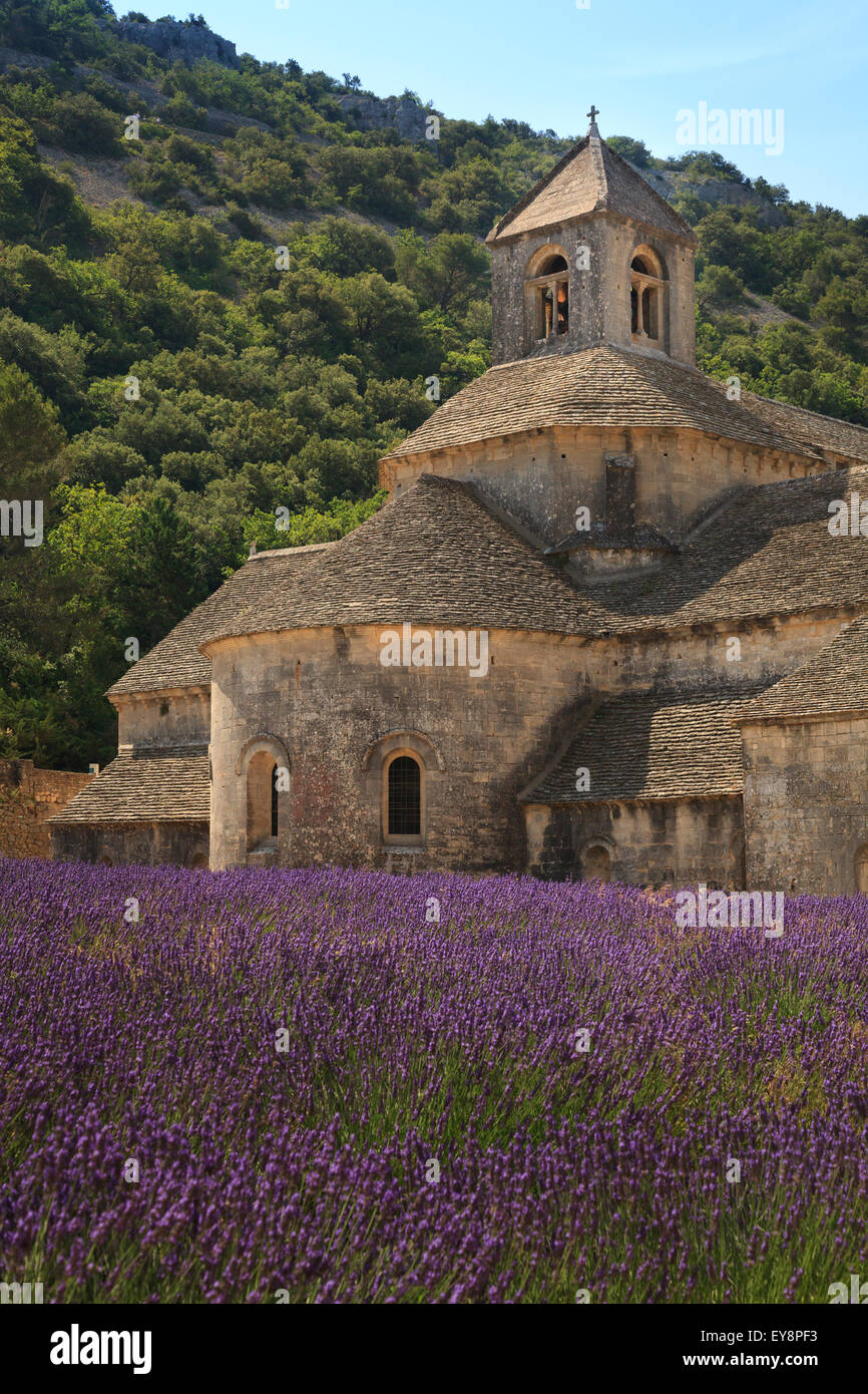 Abbaye Notre-Dame de Sénanque Provence France avec la lavande en pleine floraison Banque D'Images