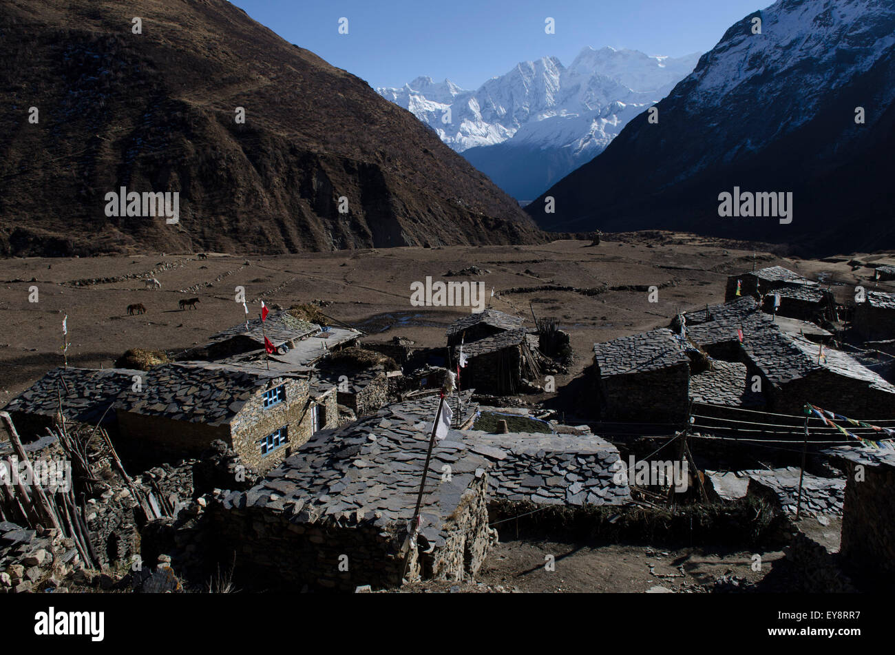 En regardant vers le sud au-dessus des toits dans le village de Samdo dans la haute vallée de la Nubri Manaslu Trek Circuit Banque D'Images