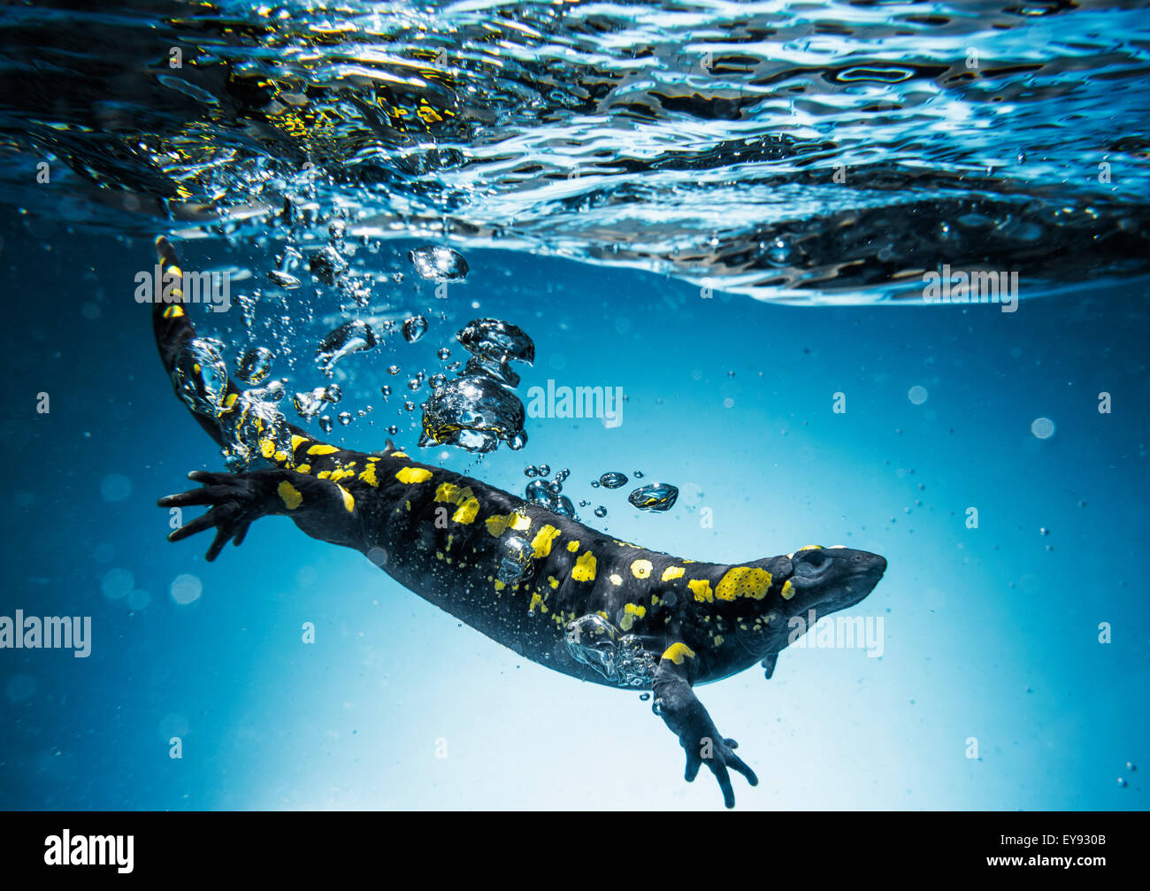 Salamandre (Caudata) Nager dans l'eau ; Tarifa, Cadix, Andalousie, Espagne Banque D'Images