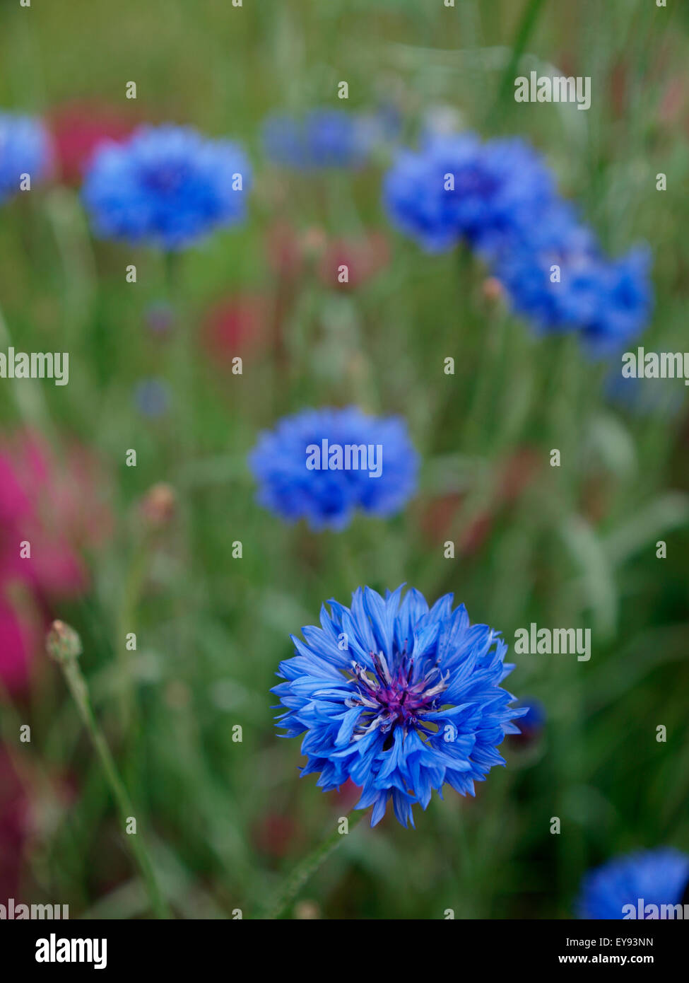 Centaurea cyanus, communément connu sous le nom de bleuet, UK Banque D'Images
