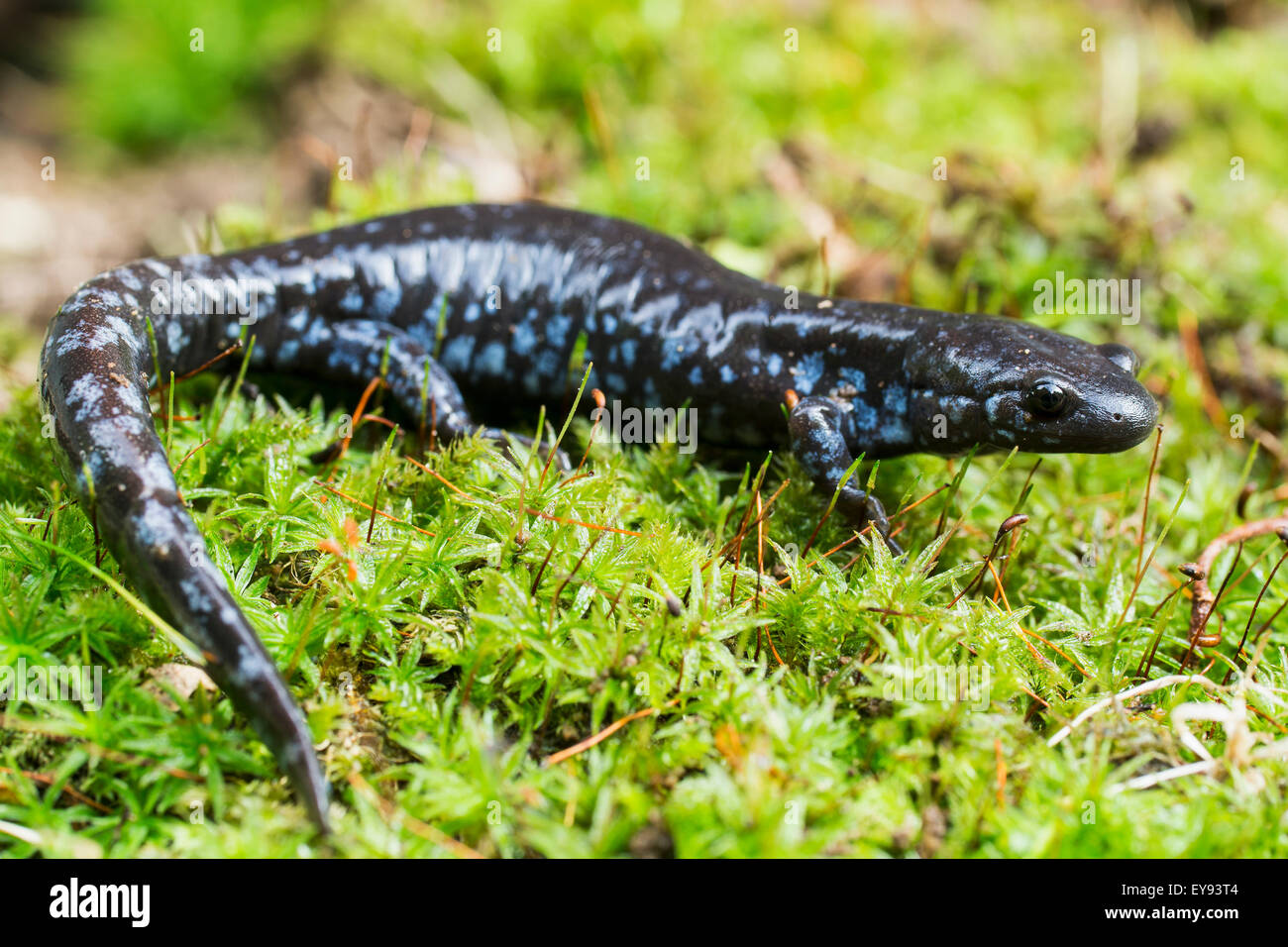 Salamandre à points bleus (Ambystoma laterale) monter sur moss ; Ontario, Canada Banque D'Images