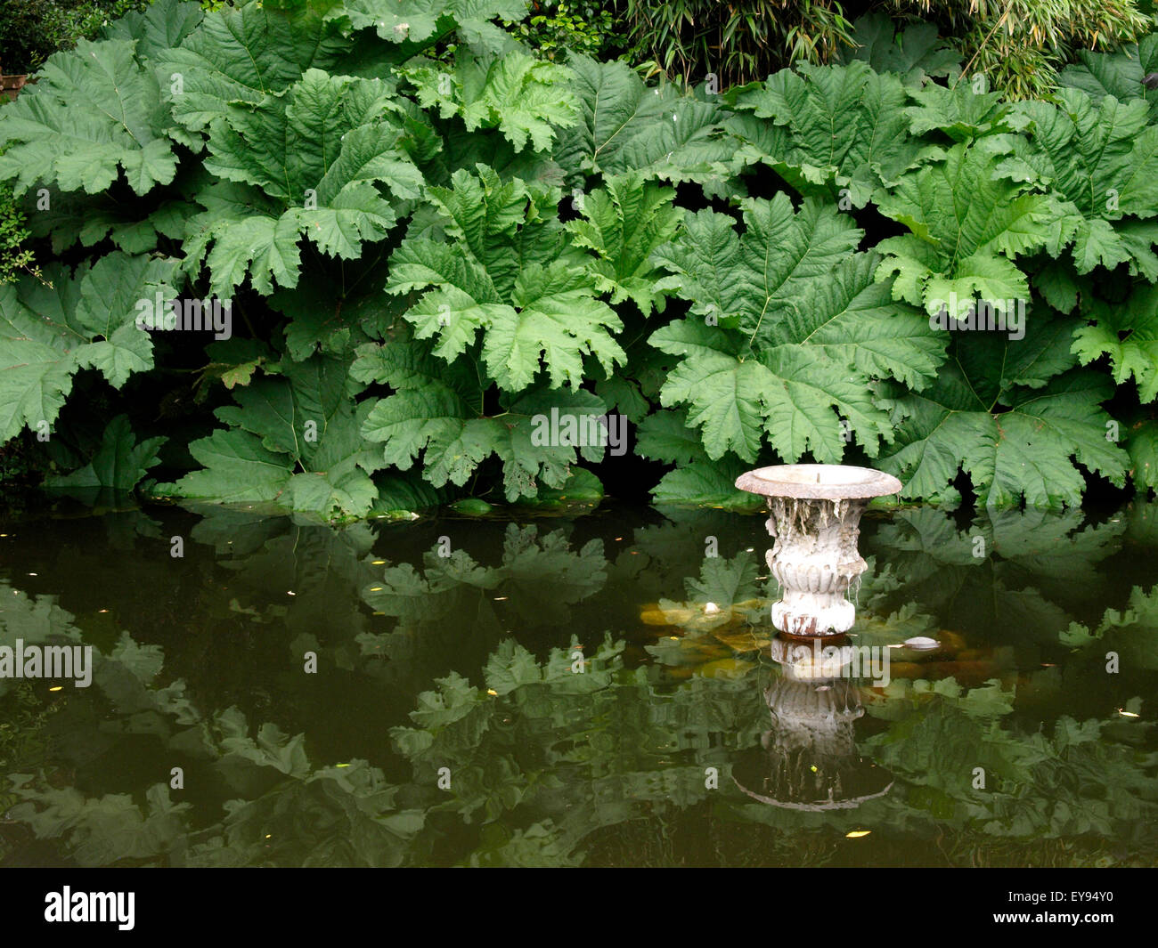 Gunnera manicata Gunnera tinctoria, rhubarbe géante - Géant, Gunnera, croissante autour d'un étang ornemental, Shaldon, Devon, UK Banque D'Images